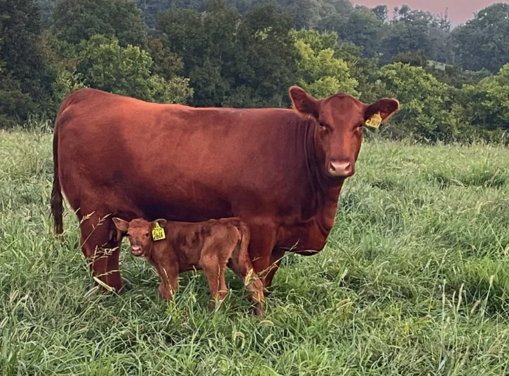 cow calf pair.png