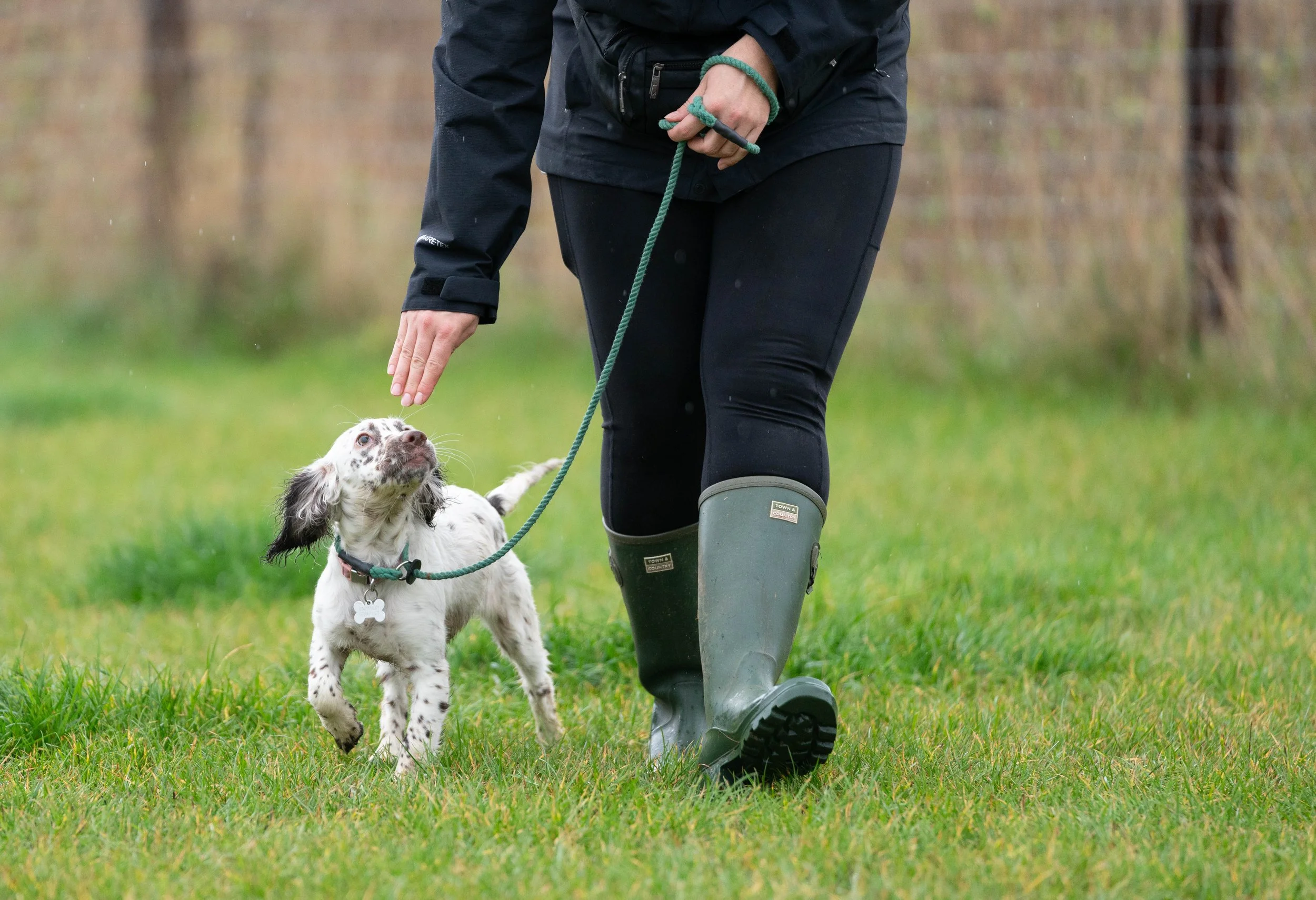 Dog trainer training a white and black spaniel puppy on a grassy field, wearing wellie boots and black outdoor clothing, with the person holding a slip lead and the puppy looking up at the person. Puppy training