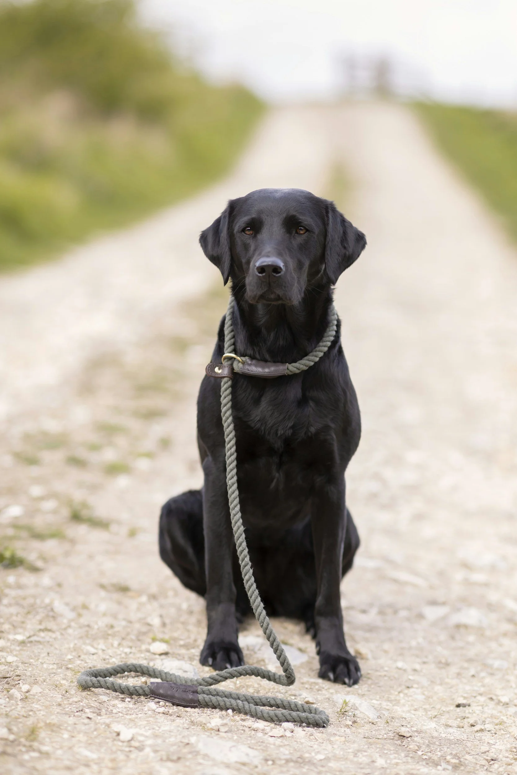 General dog training