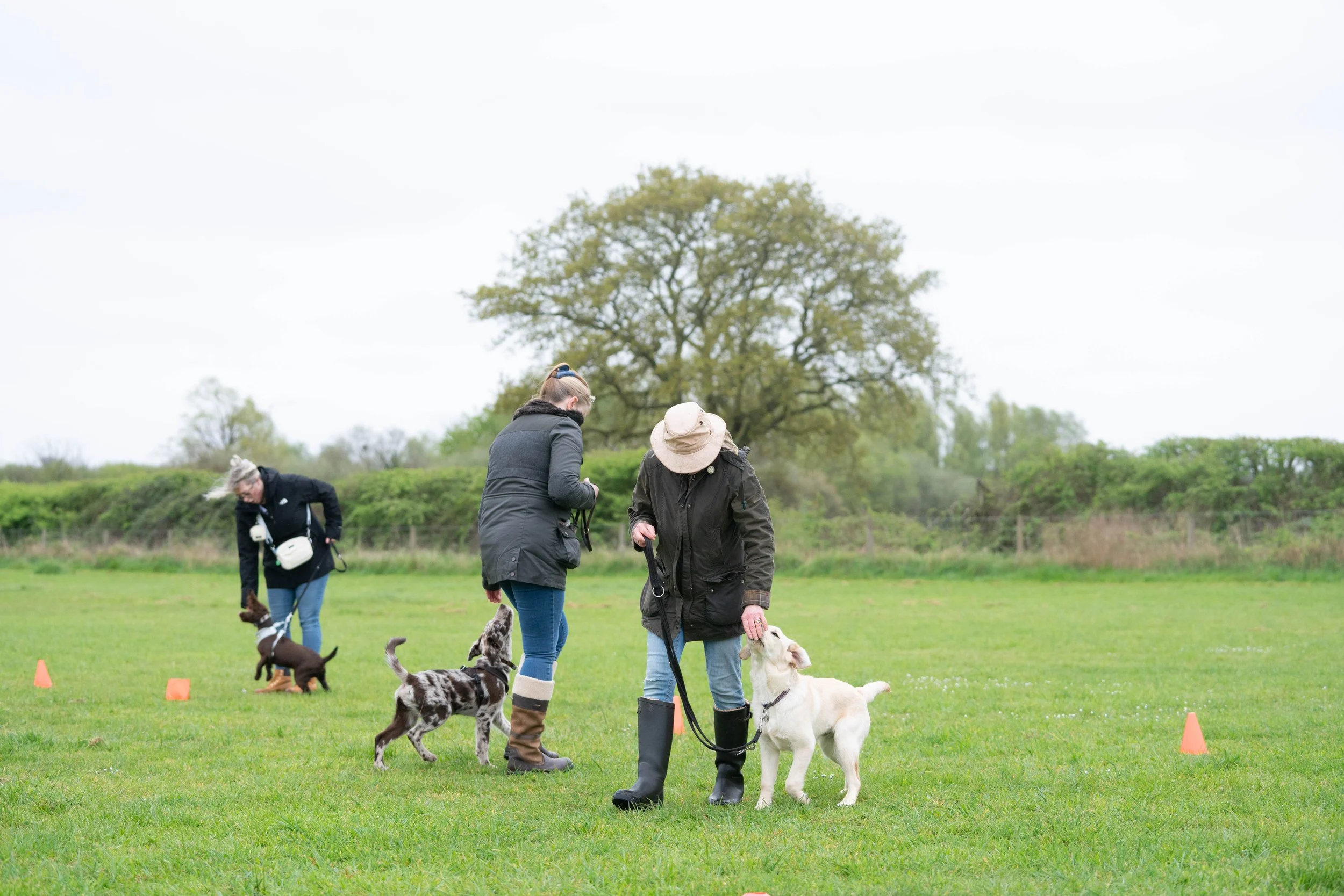 Three women with dogs on a grassy field, participating in a training or social event with orange cones, a large tree in the background, and an overcast sky. Puppy training class 
