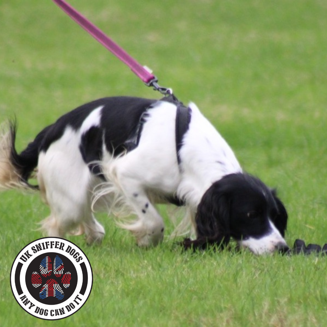 A black and white dog sniffing. UK Sniffer Dogs Tracking Workshop