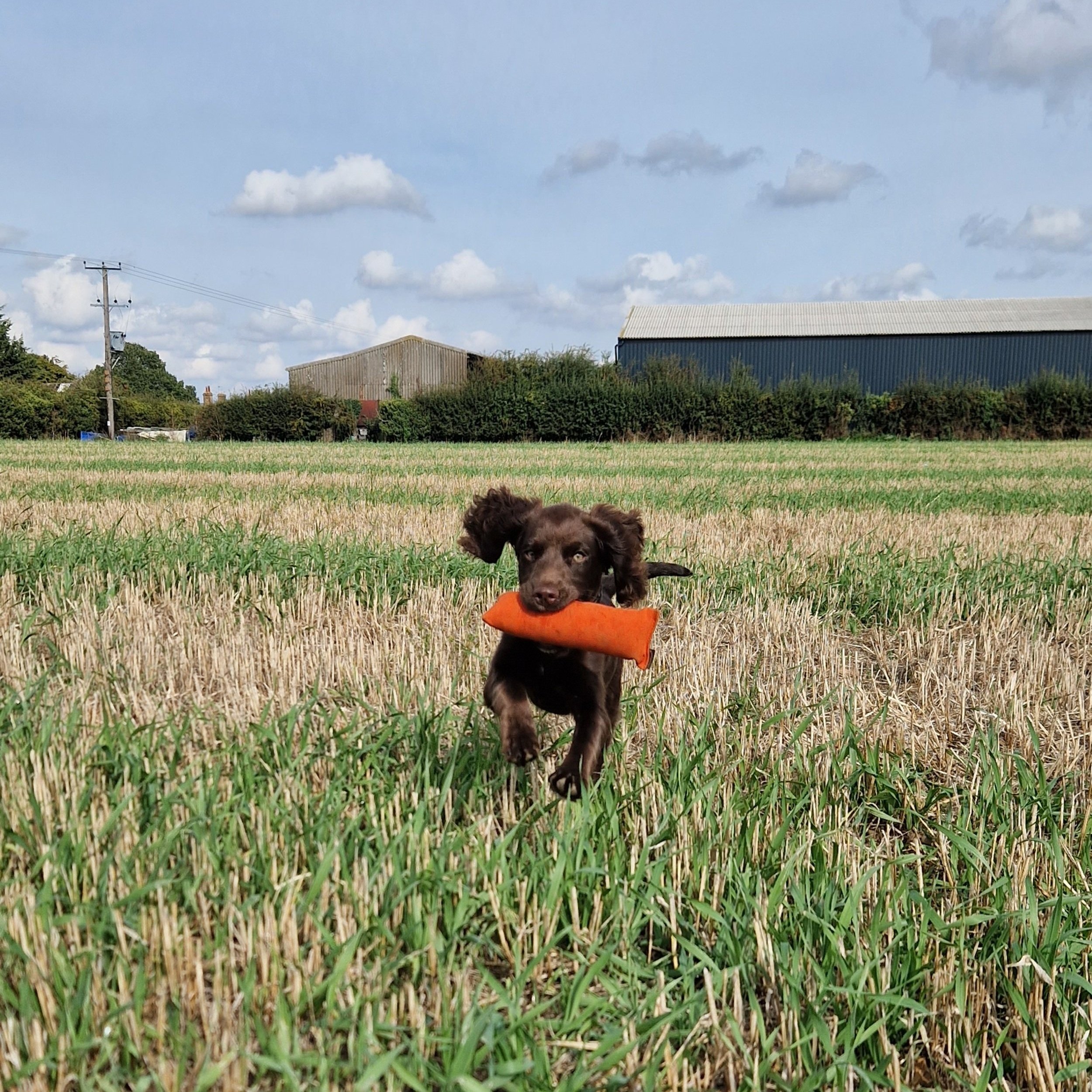 A working cocker spaniel puppy running through a grassy field while carrying an orange gundog dummy
