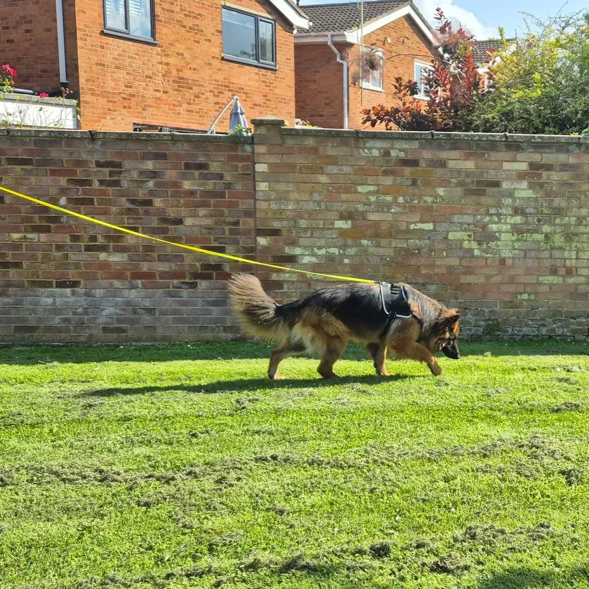 A German Shepherd dog walking on grass with a yellow leash attached to its harness, against a brick wall and residential houses in the background. UK Sniffer Dogs Tracking 