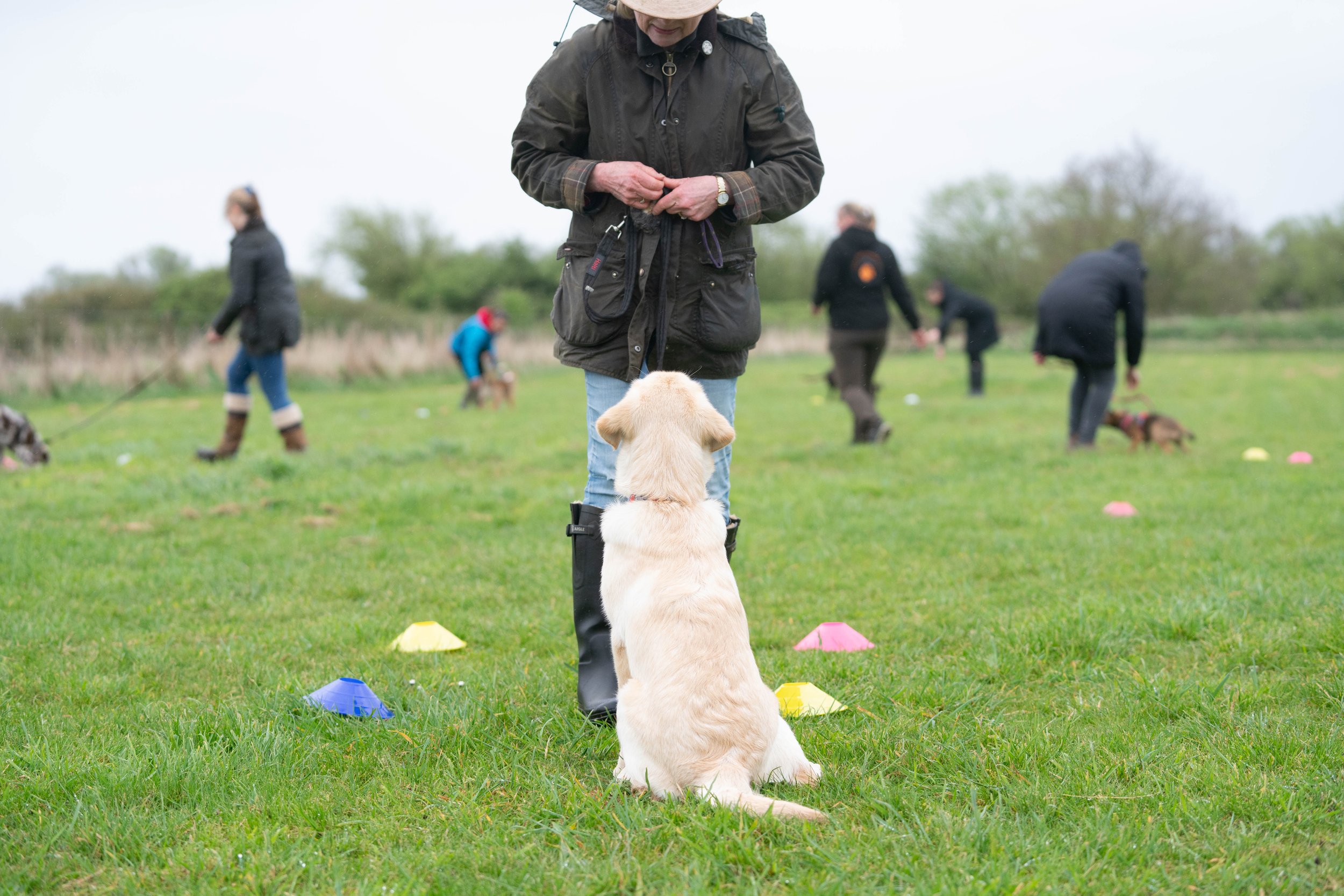 A person with a dog sitting in front of them on a grassy field, with other people and dogs in the background, participating in a puppy training class.
