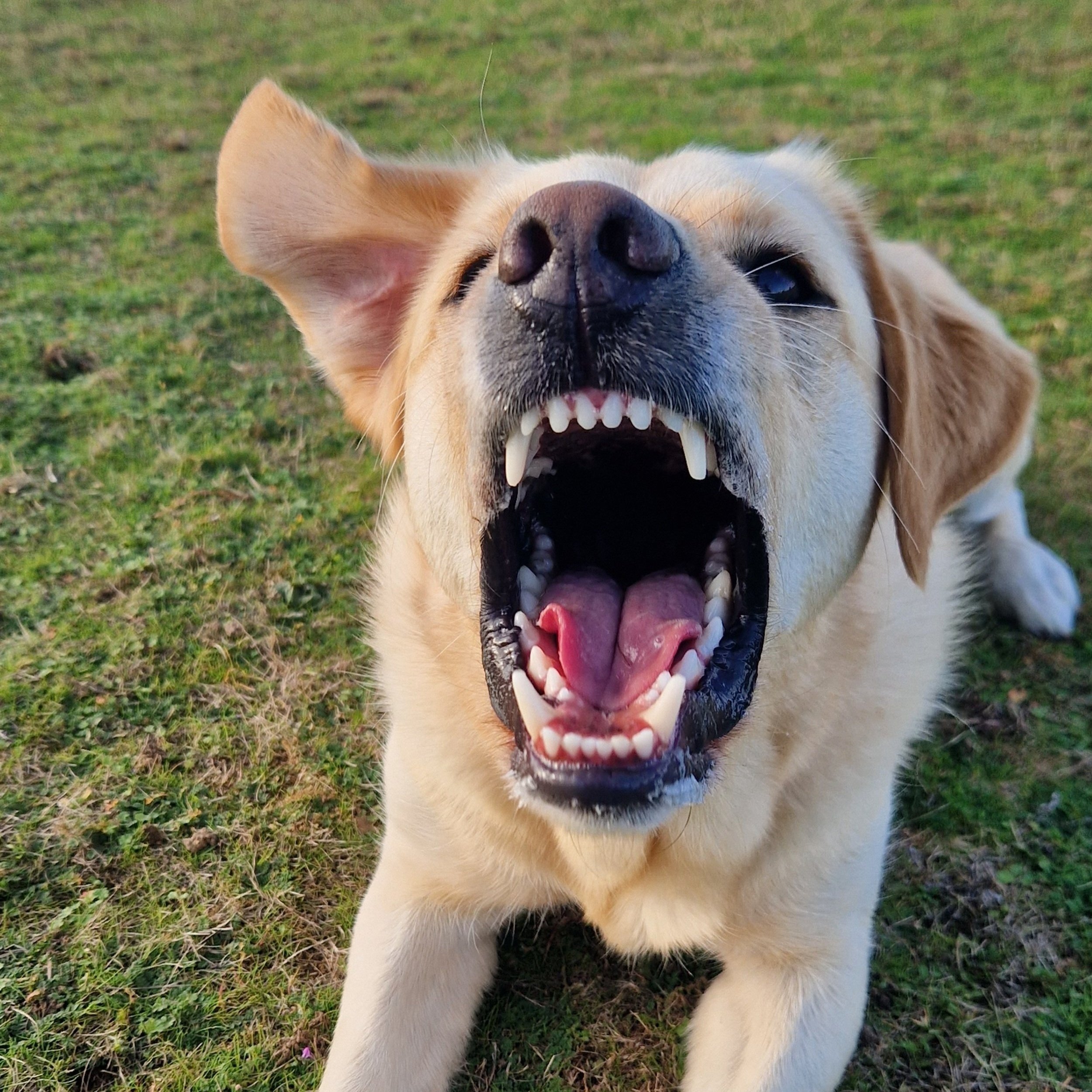 A golden retriever dog with its mouth wide open, showing its teeth. Behavioural modification locally