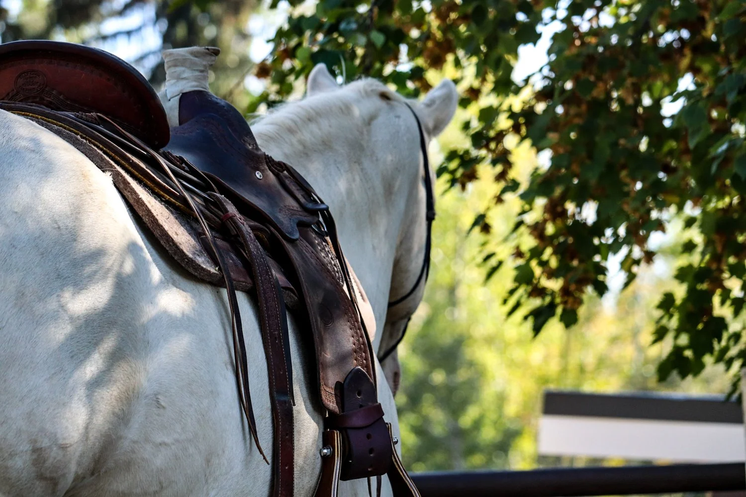 The Stories We Tell Ourselves