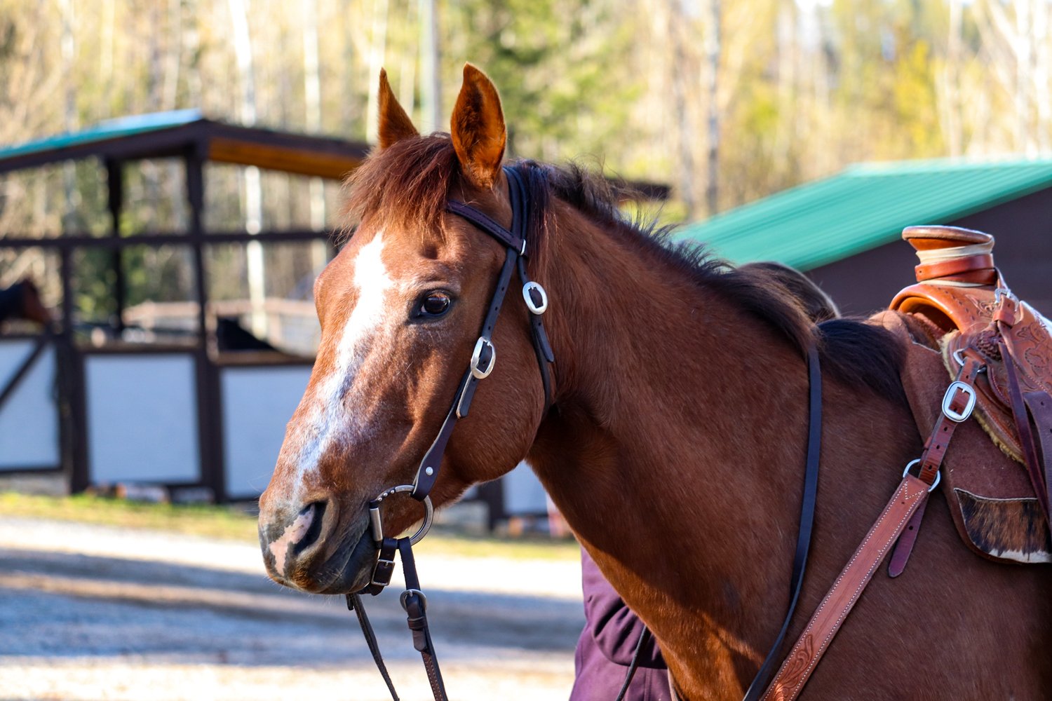 Finding The Middle Of The Pendulum: A Relational Journey In Horsemanship.