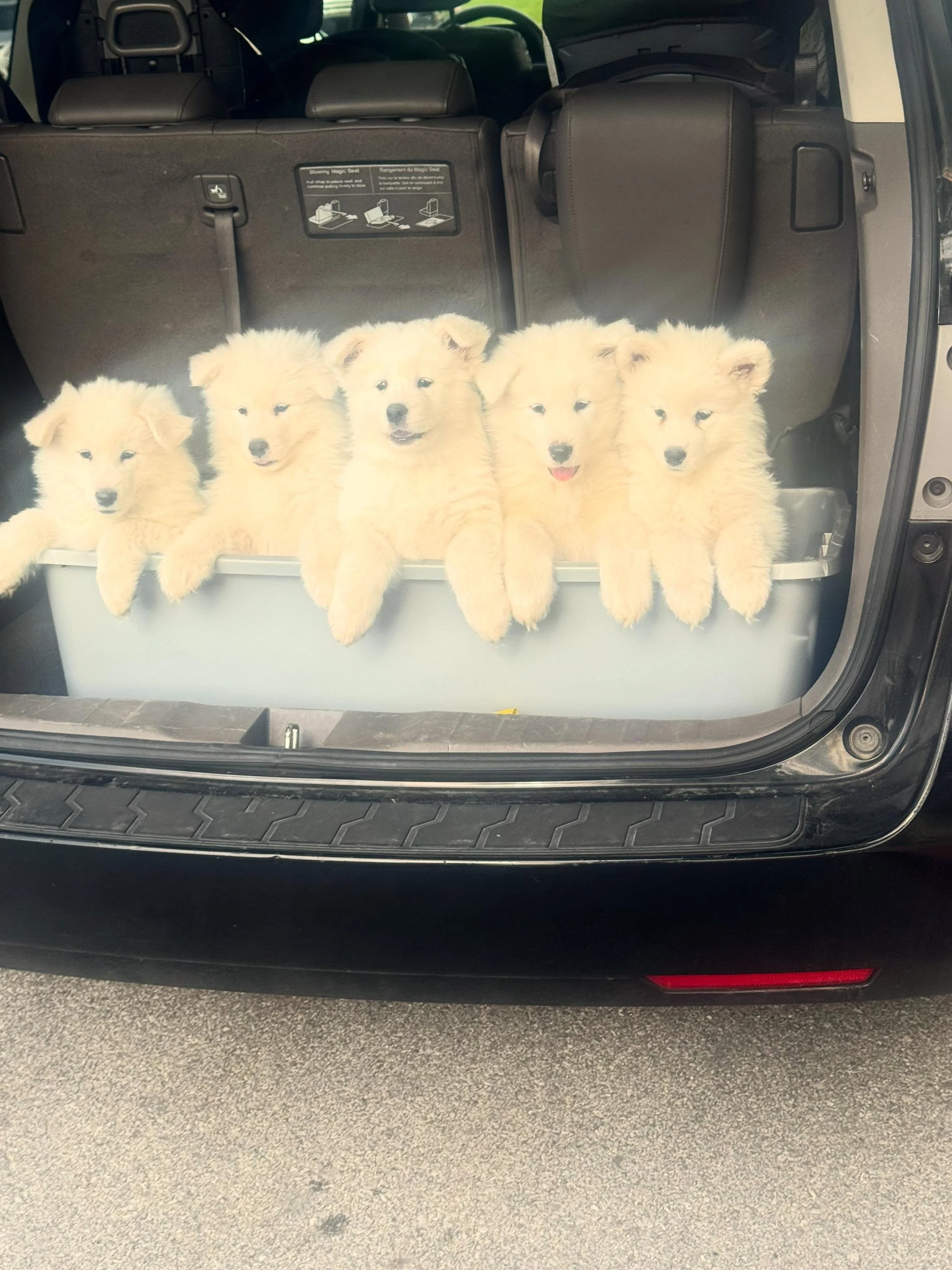 What&rsquo;s cuter than a trunk full of pups? 💕💙💕💙