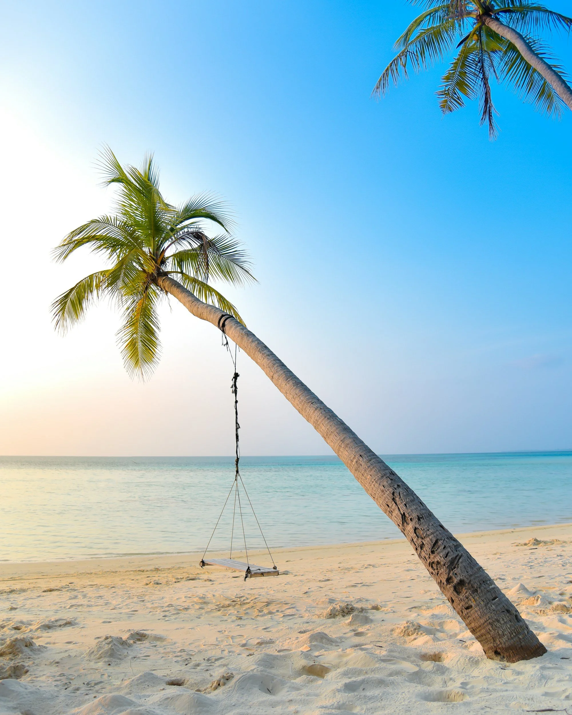 Wooden swing hanging from a palm tree overlooking a peaceful tropical beach.