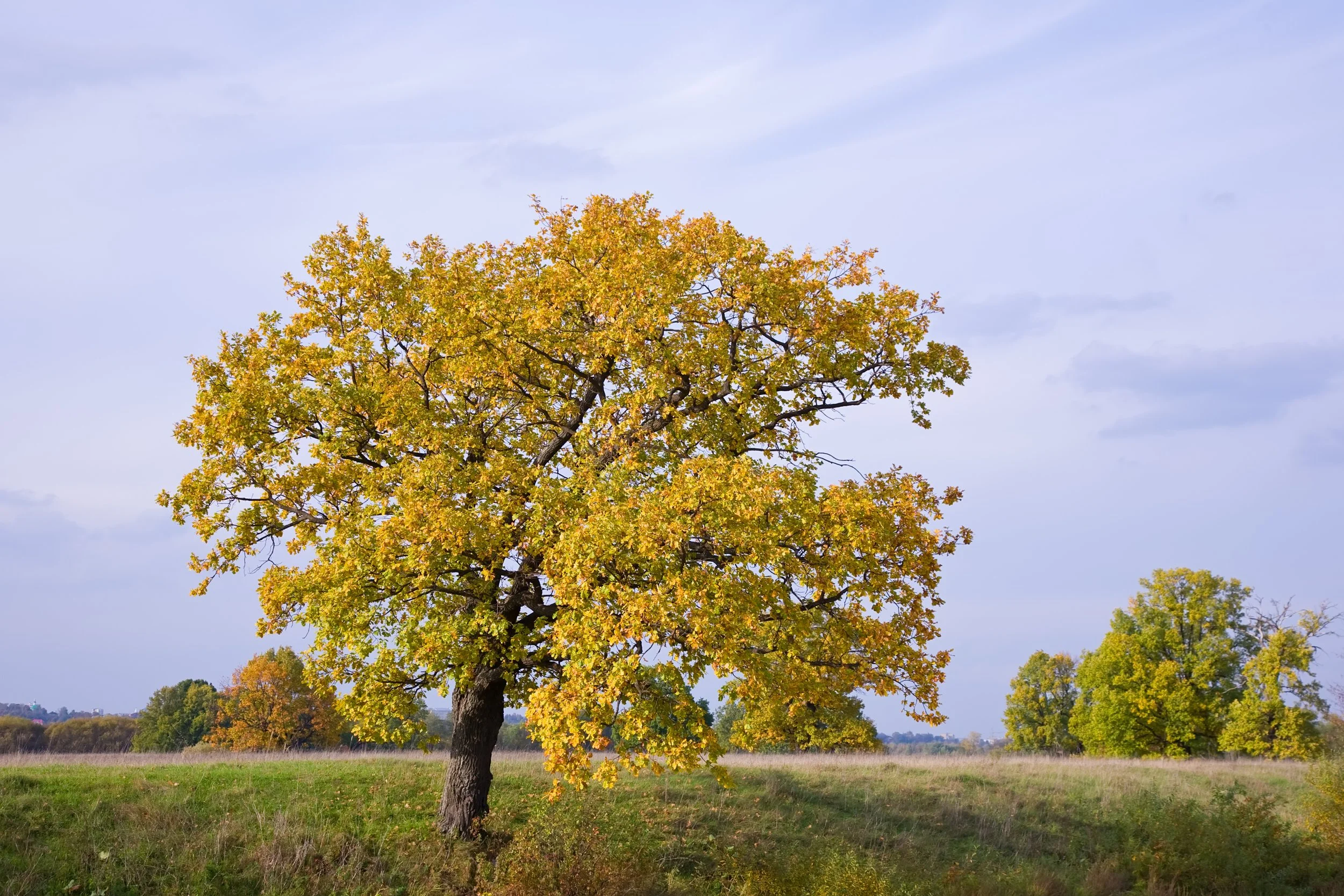 autumn-landscape-with-oak.jpg