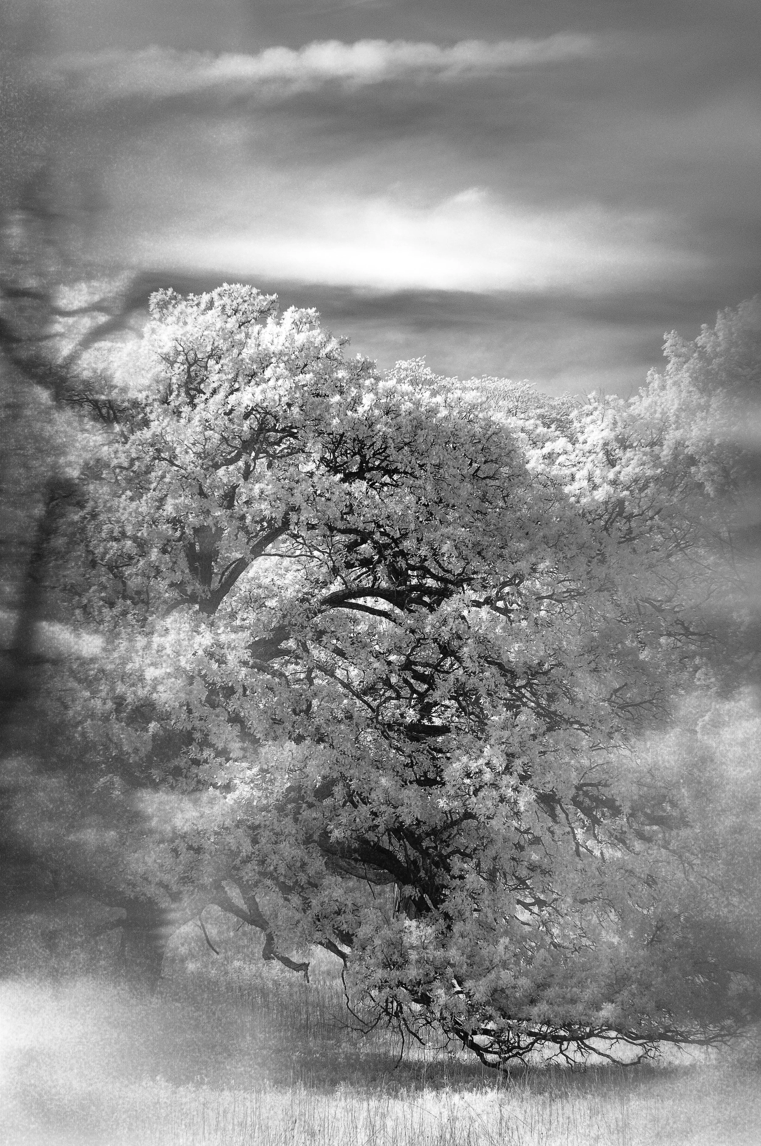 Seraphim I - Bur Oak