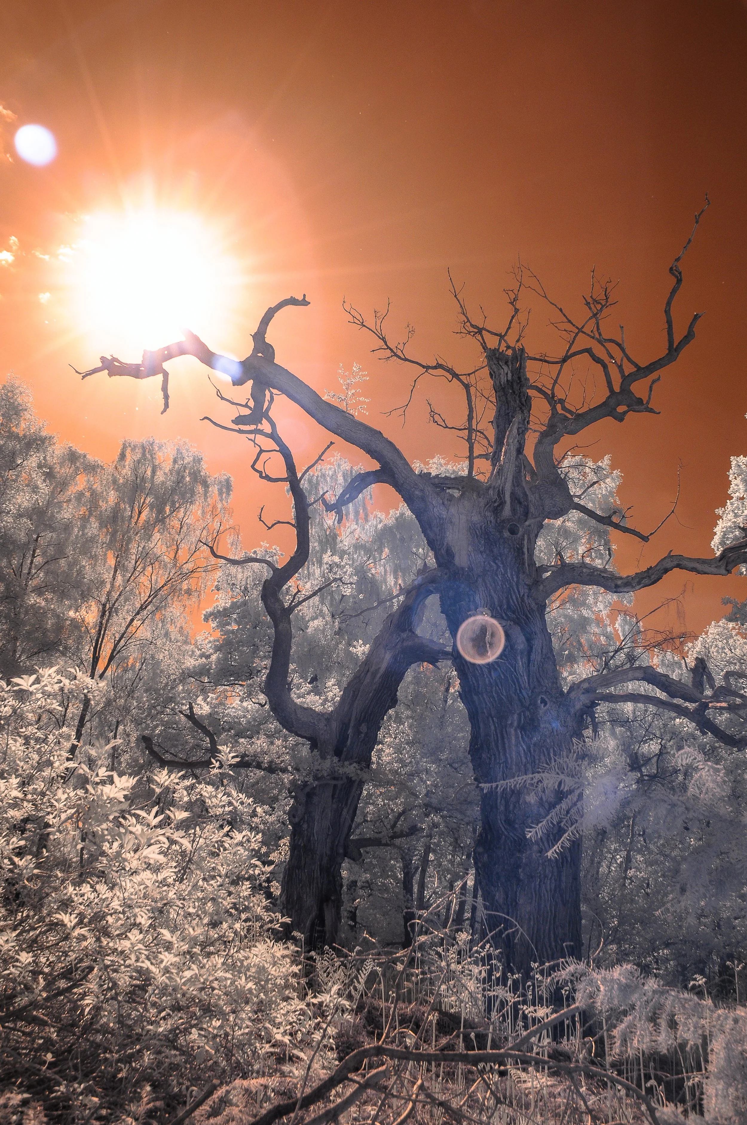 Revelation III - English Oak