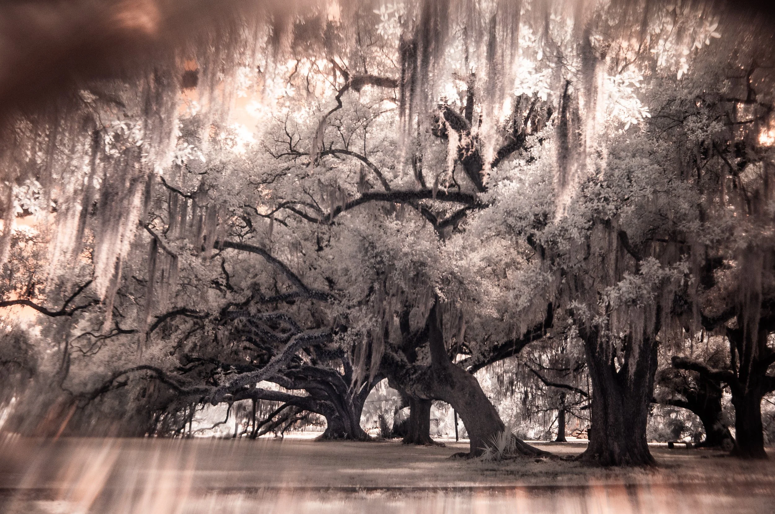 Timekeeper IV - Southern Live Oak