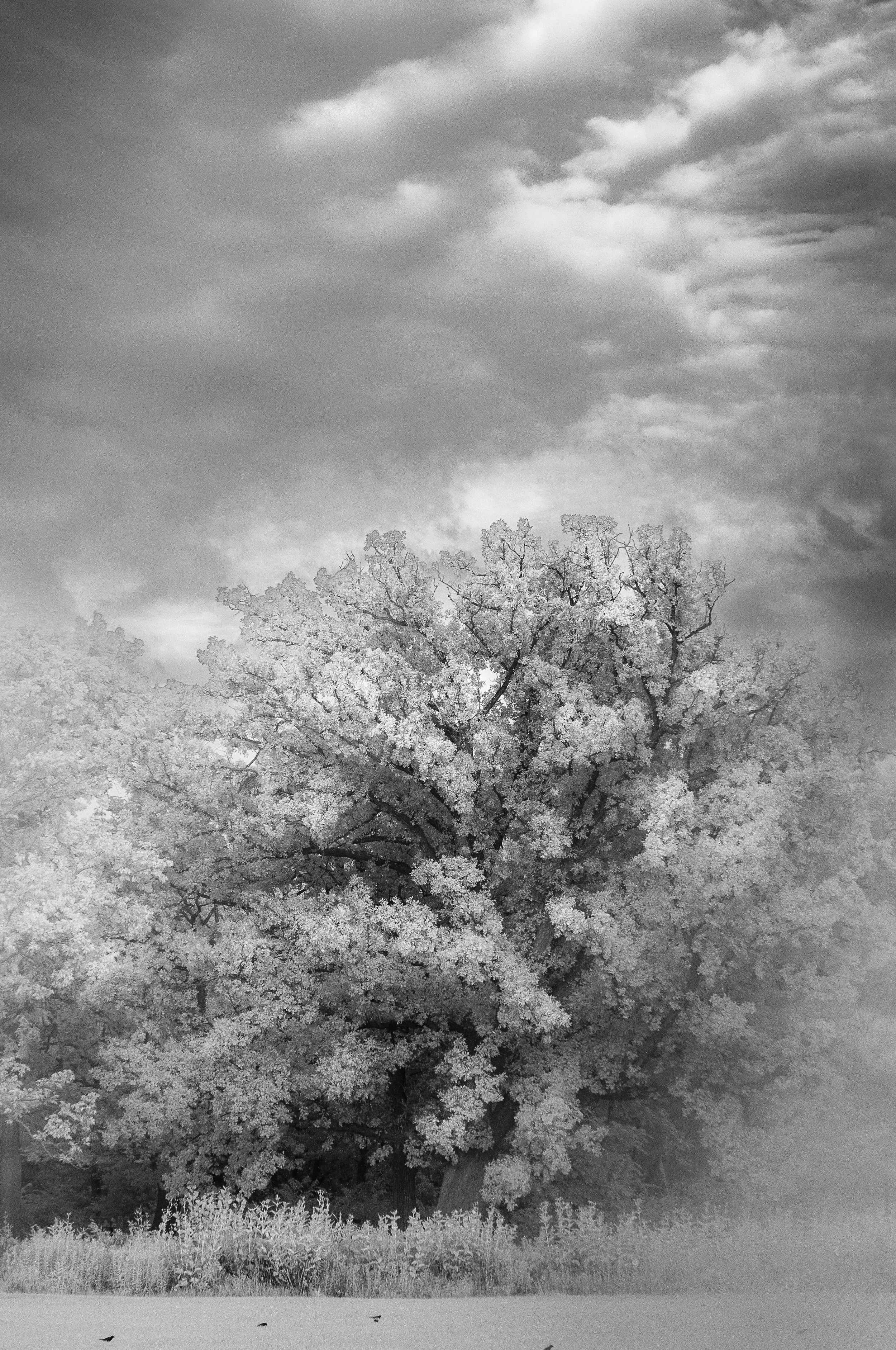 Seraphin II - Bur Oak