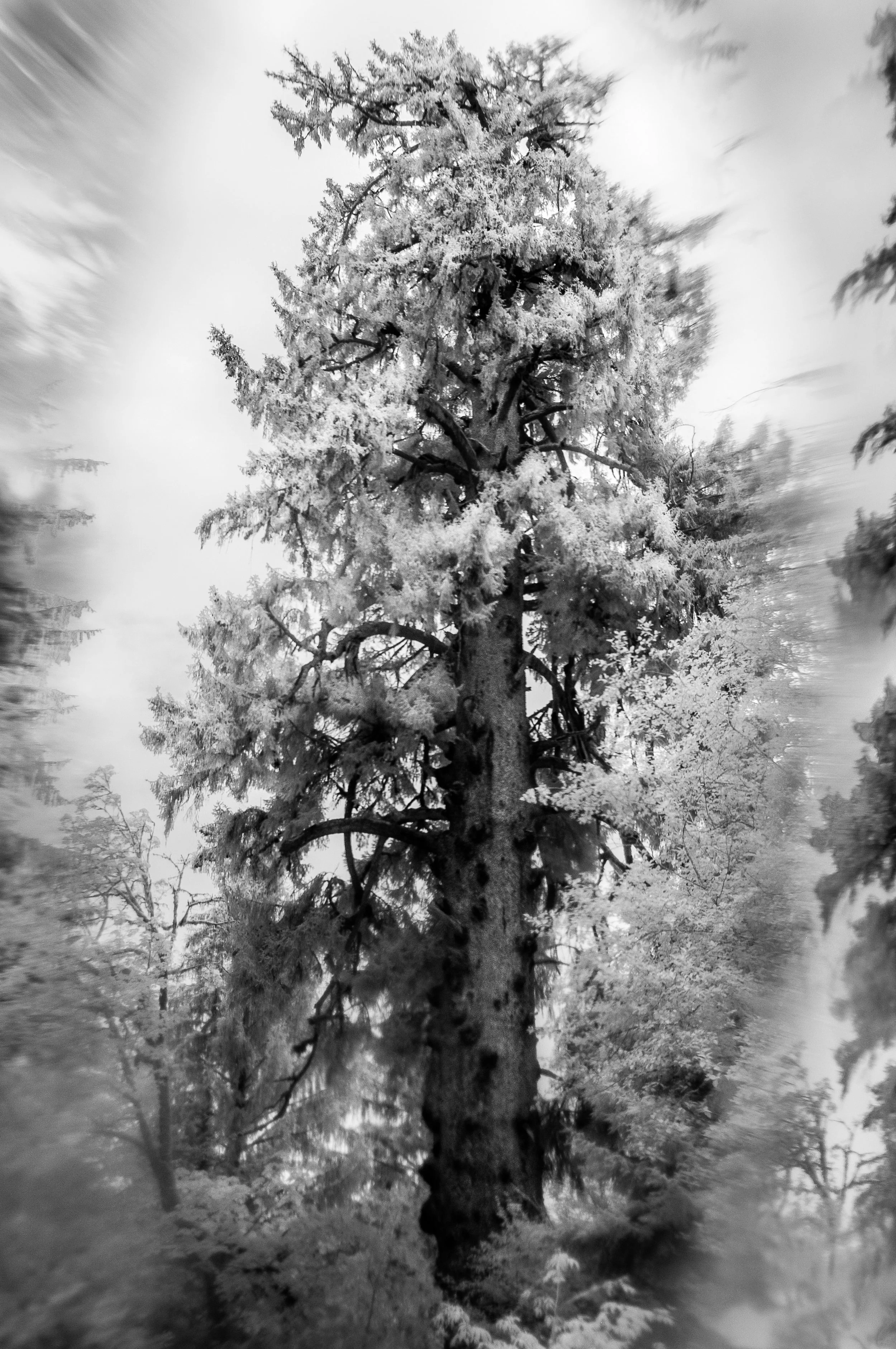 Old Gods I - Sitka Spruce