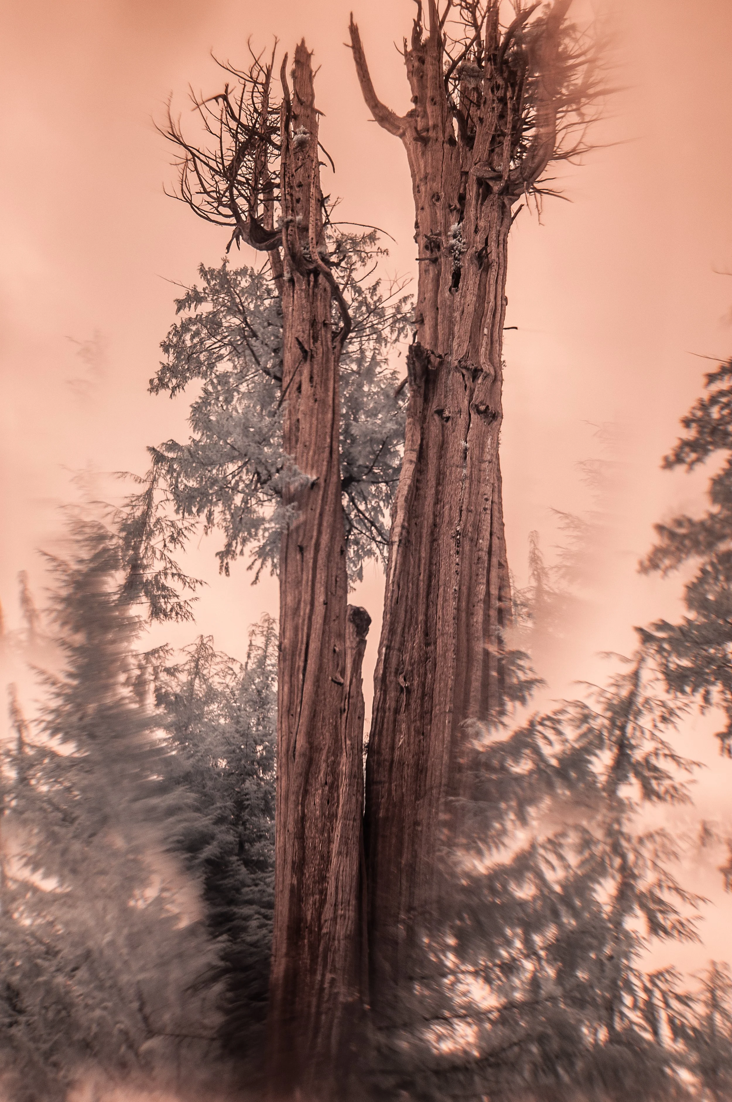 Old Gods III - Western Red Cedar