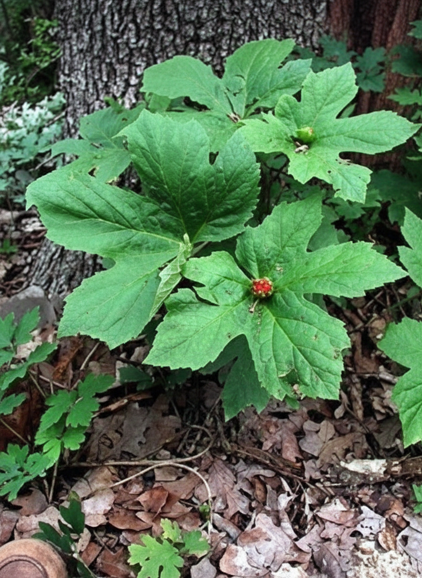 Goldenseal