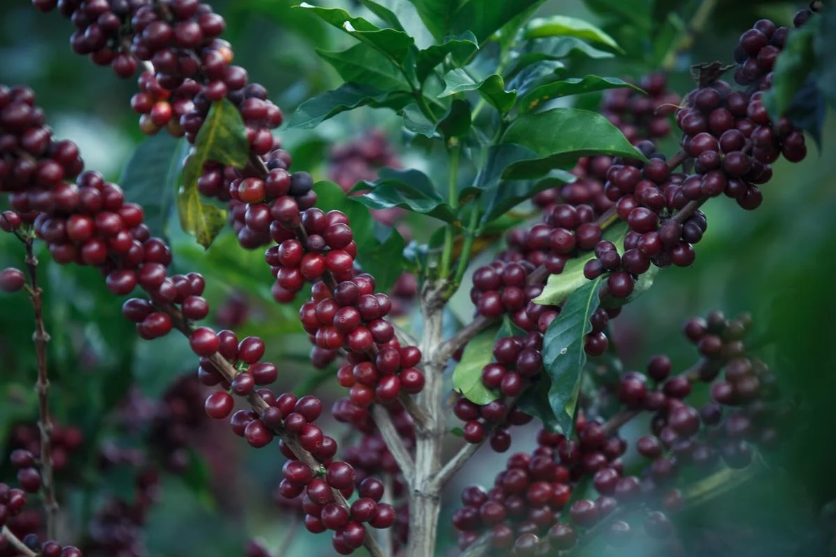 Red-Coffee-Cherries-and-Coffee-Trees.jpg