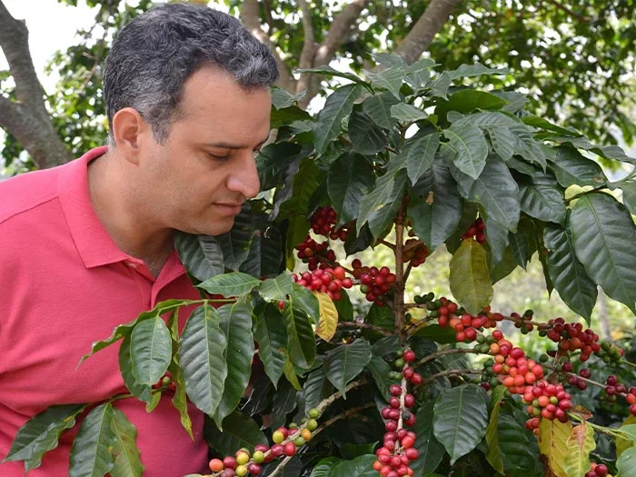 organic coffee farmers Dominican Republic Ramirez Estate
