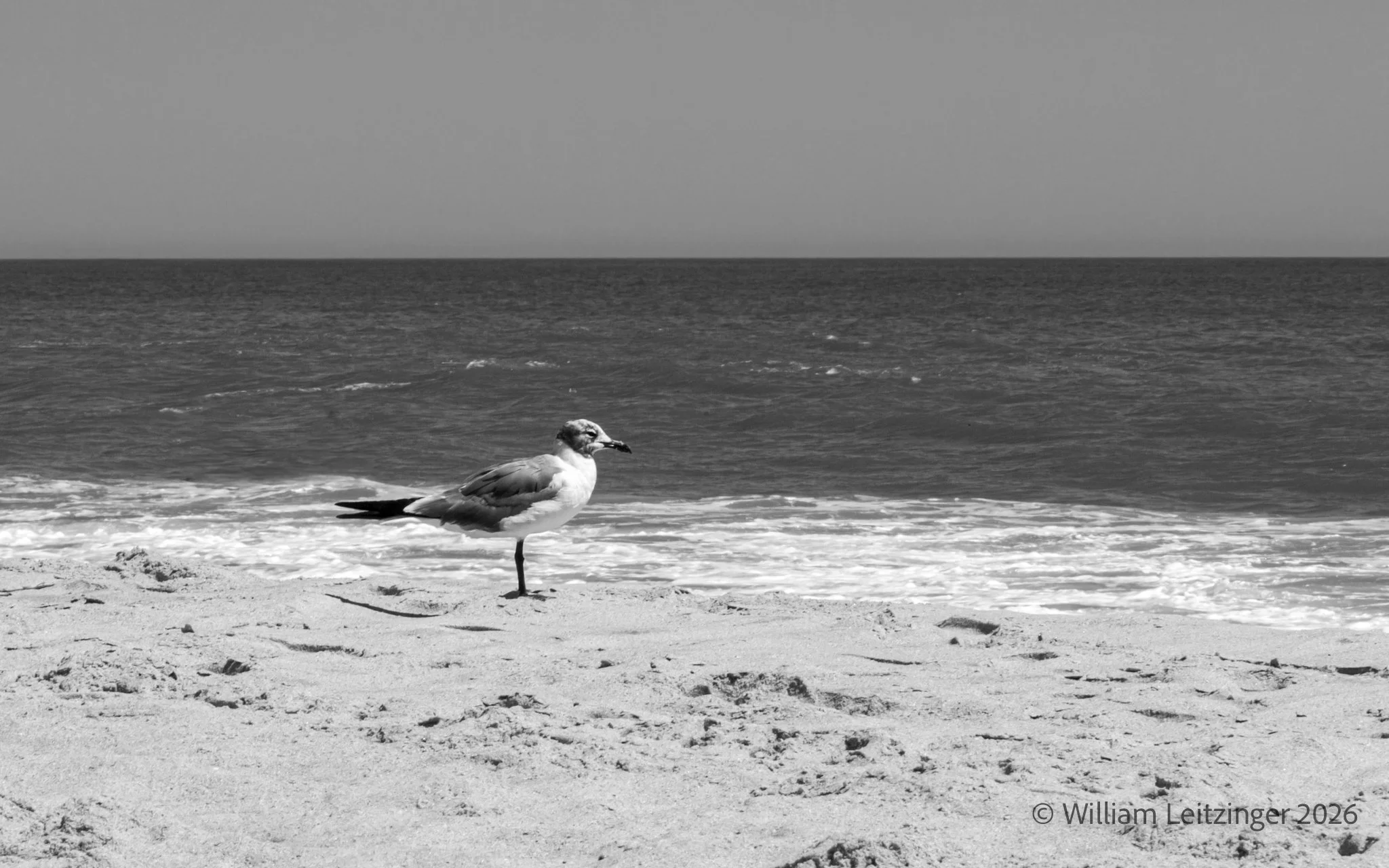 20220818-Bird-DE-Bethany_Beach-Seagull_on_Beach-B&W_Edit-Cropped_16x10-(Copyright) copy.jpg