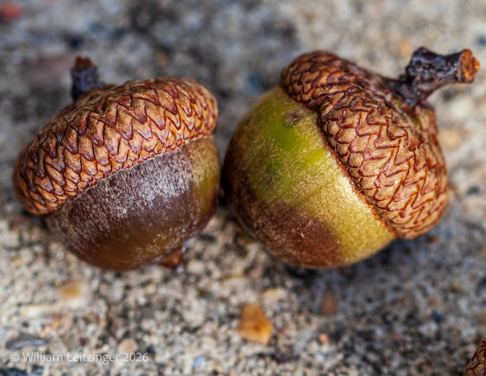 20100822-Nature-Macro-VA-Fairfax-Two_Acorns-3214-Cropped_8x11-(Copyright).jpg