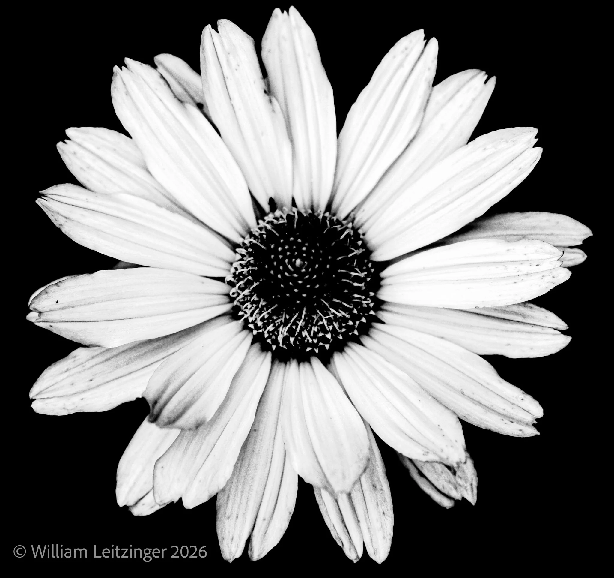 20110803-Nature-Flower-Macro-Daisy_Flower_Closeup-01-B&W-Indoor_Natural_Preset-Lower_Contrast-Brighter-(Copyright).jpg