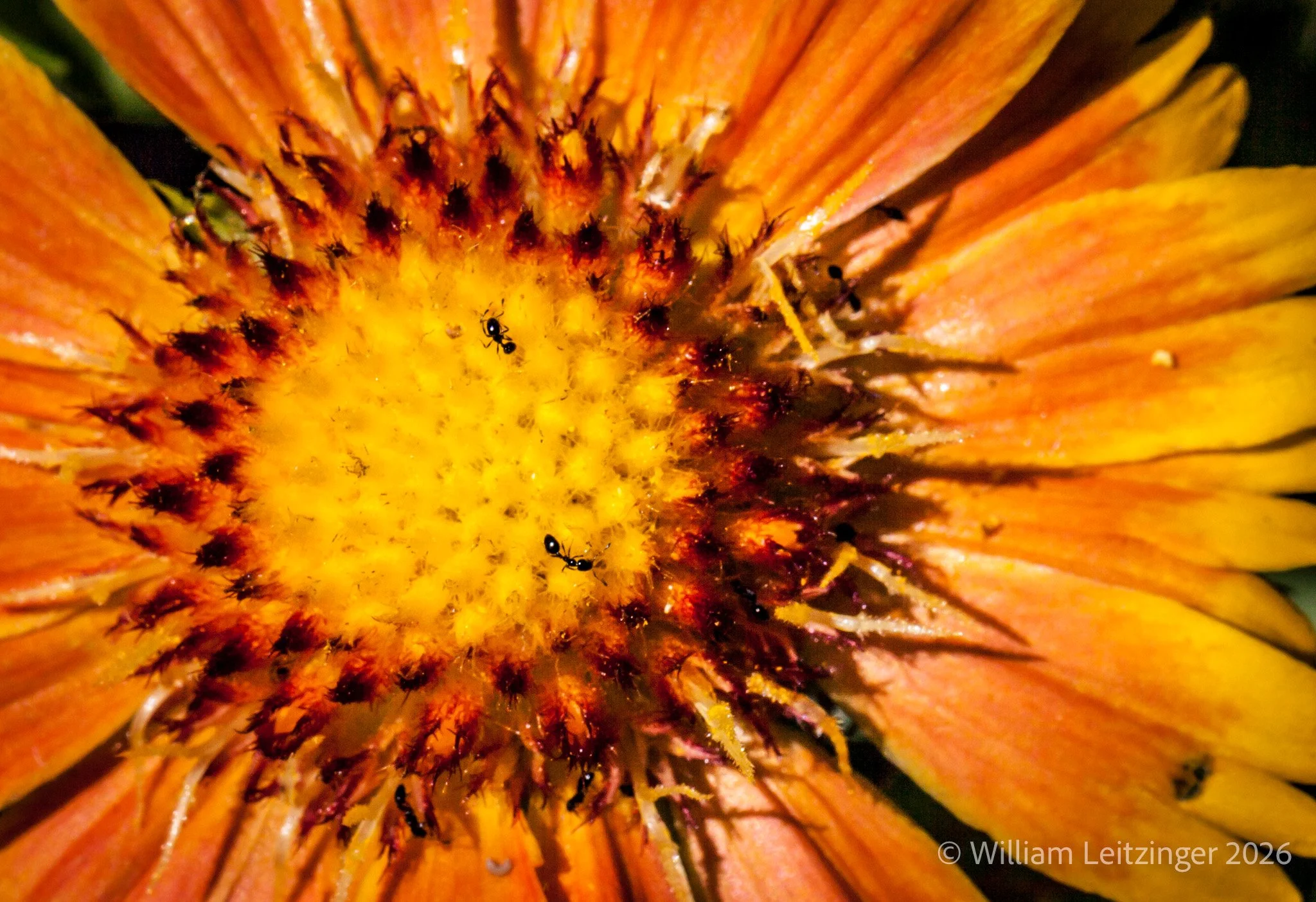 20140815-Nature-Flower-Macro-DE-Bethany_Beach-Ants_on_Orange_Flower-IMG_0546-Edit-(Copyright).jpg