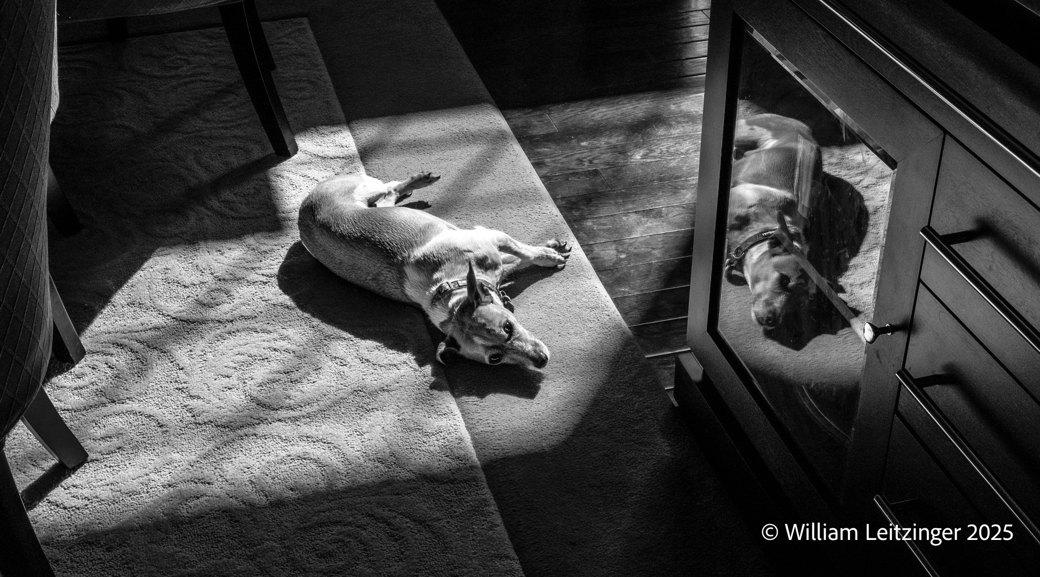 20260301-Statue-VA-Sterling-Eevee_Dog_Sunning_Herself-01-B&W-Final-(Copyright).jpg