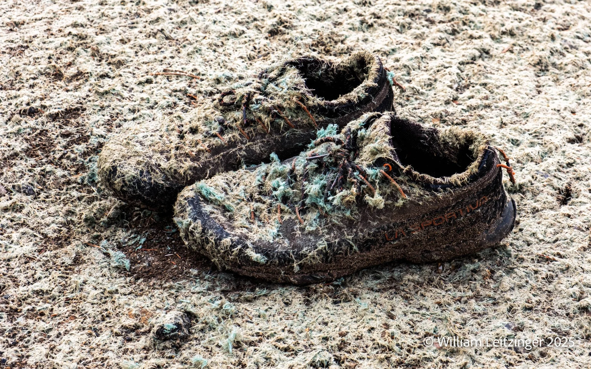 20241010-Landscape-CA-Shoes_Covered_in_Debris_Tuolumne_Meadows-1-(Copyright).jpg
