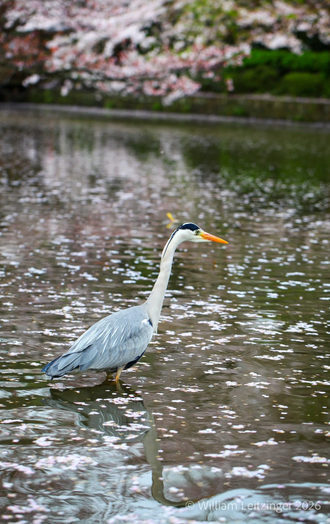 20100406-Nature-Bird-Japan-Heron_Wading_in_Pond_with_Flower_Pedals-01-(Copyright).jpg