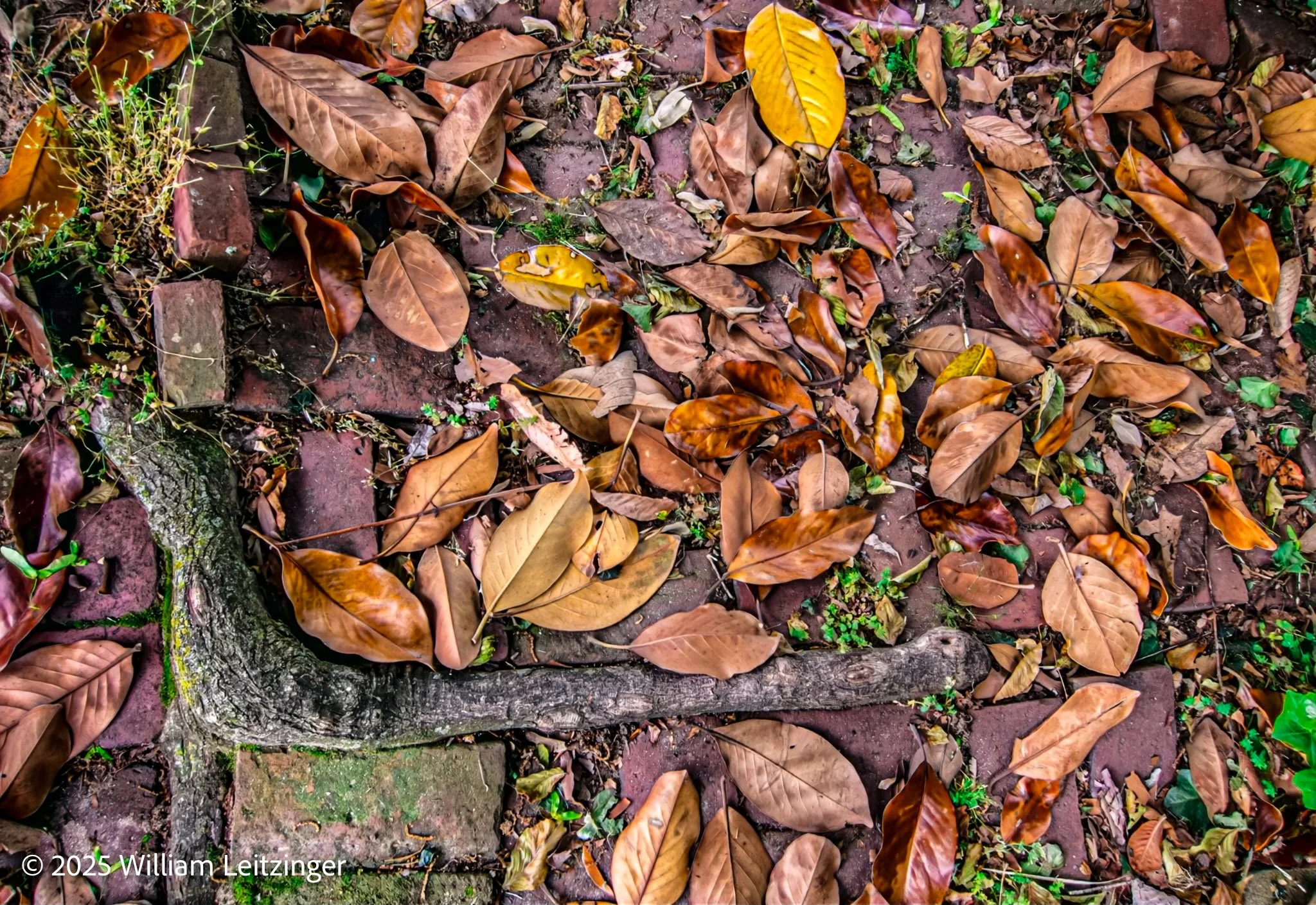 20130518-Nature-Abstract-DE-Middletown-Brown_Leaves__&_Tree_Root_on_Brick_Sidewalk-0033-Photo_Enhancement-(Copyright).jpg