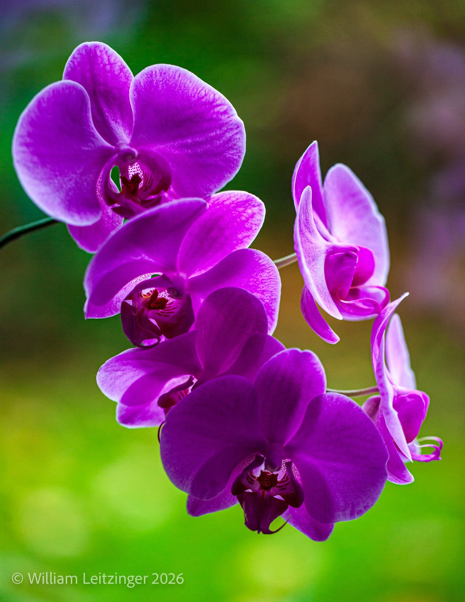 20101108-Nature-Flower-Macro-Austria-Nestal-Purple_Flower-4484-(Copyright).jpg