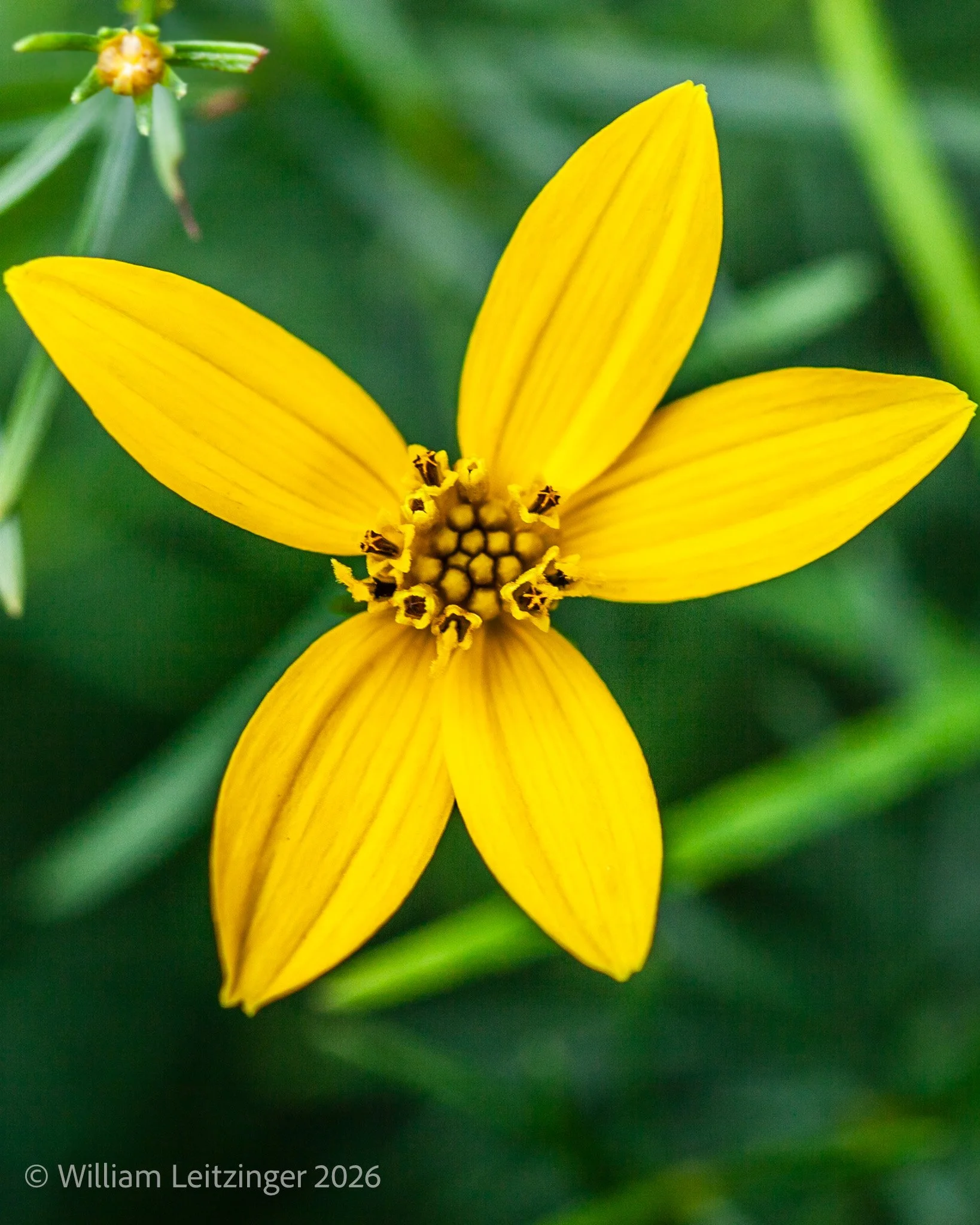 20200815-Nature-Flower-DE-Bethany_Beach-Yellow_Flower_Closeup-IMG_7025-Cropped_8x10-(Copyright) copy.jpg