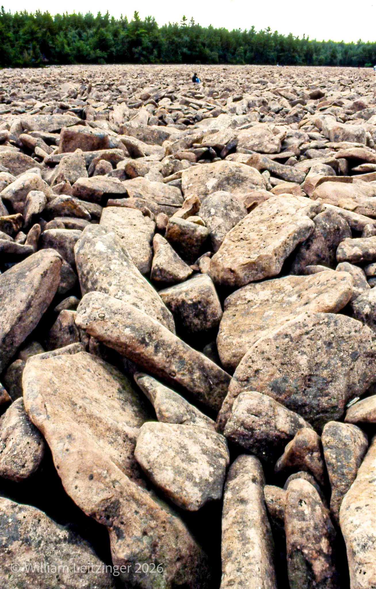 1997-Camping-PA-Hickory_Run_State_Park-Tree_&_Rock-02-Final_Edit-(Copyright).jpg