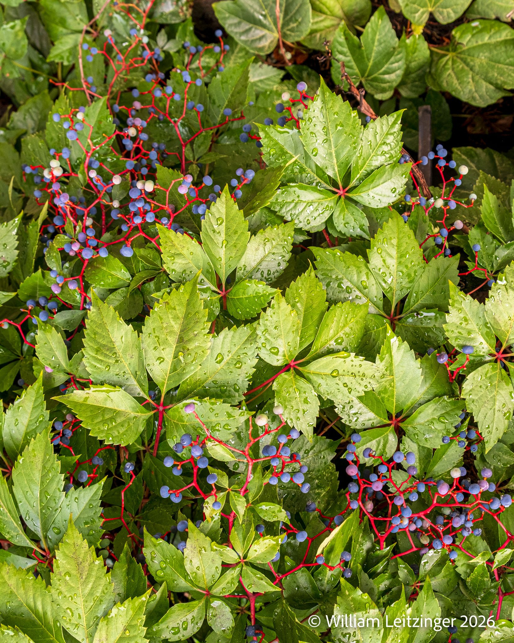20260902-Nature-PA-Lancaster-Green_Leaves_&_Blue_Berries-5424-Cropped_8x10-Final_Edit-(Copyright).jpg