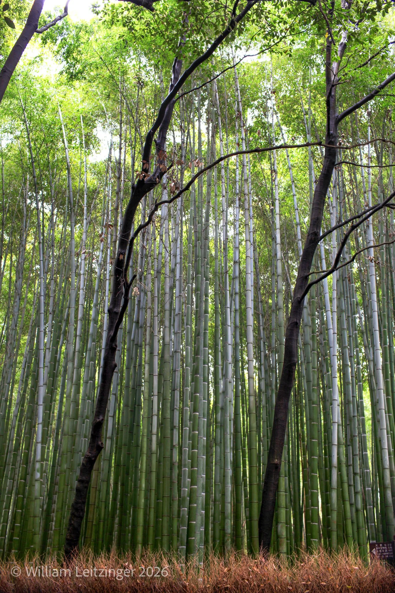 20100412-Landscape-Japan-Kyoto-Arashiyama_Bamboo_Grove-01-Final_Edit-(Copyright) copy.jpg