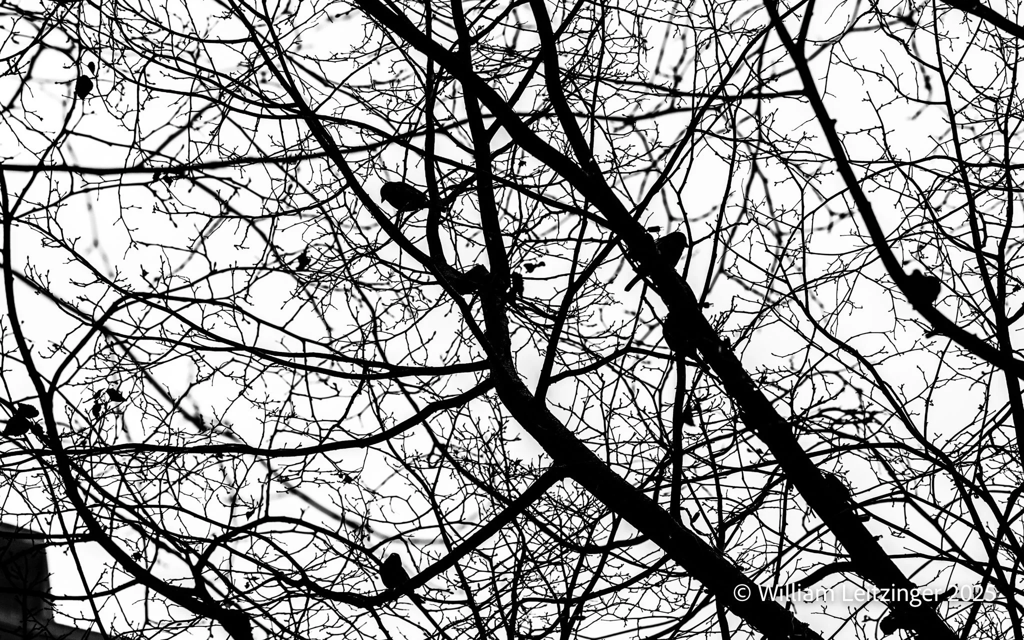 20161125-Nature-Abstract-VA-Reston-Birds_in_a_Tree-01-B&W-Final-(Copyright).jpg