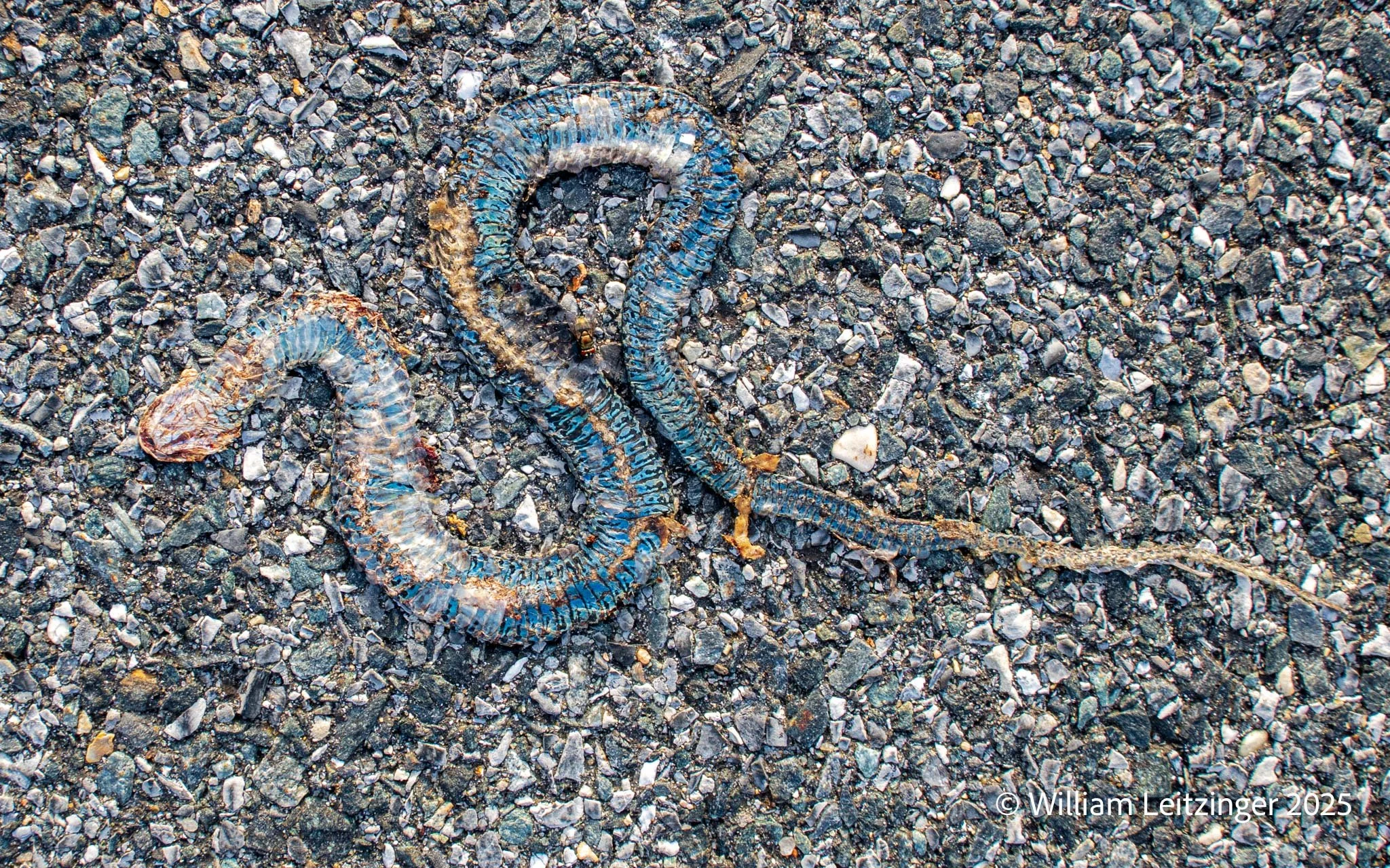 20180819-Animal-Abstract-Snakeskin_on_Asphalt-02-Cropped_16x10-(Copyright).jpg