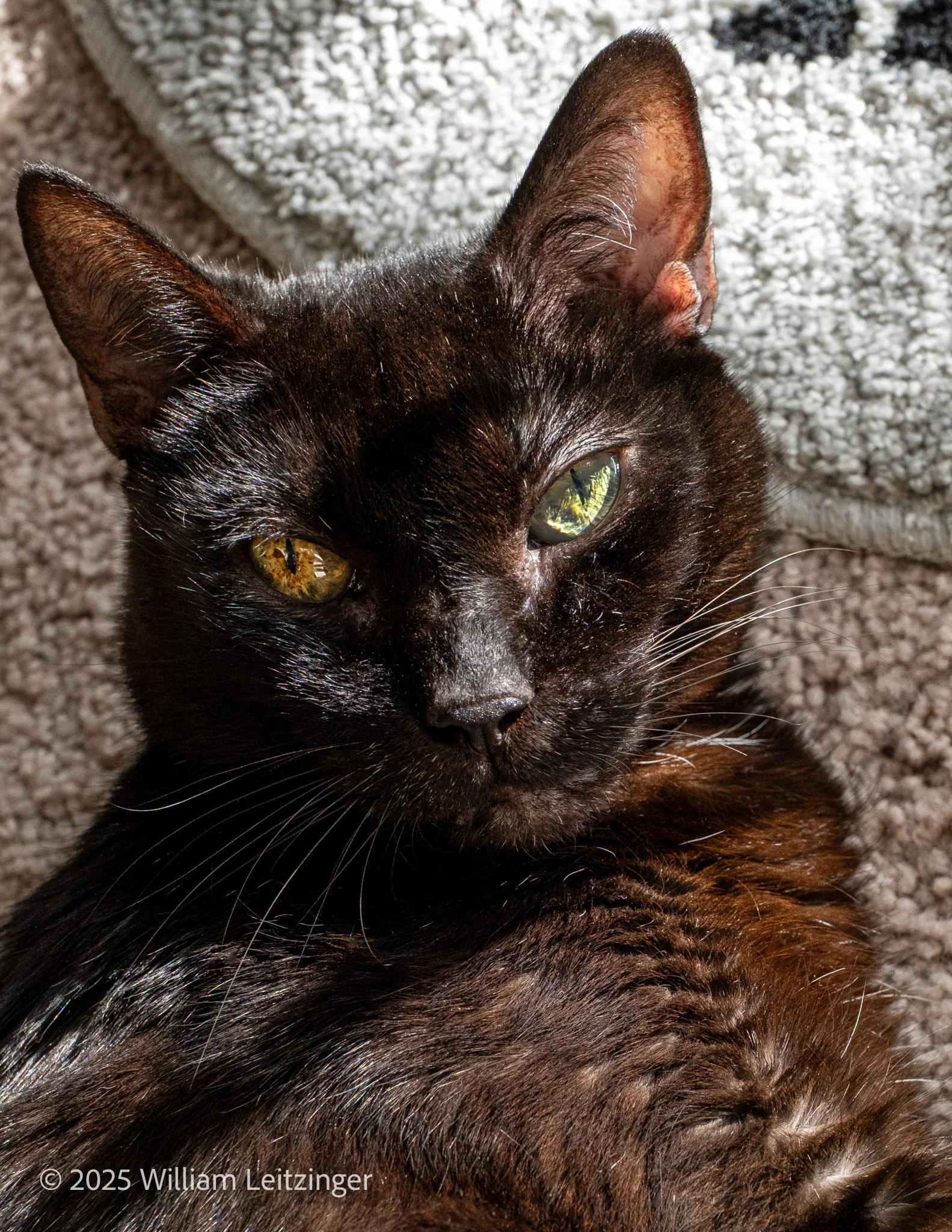 20251113-Animal-VA-Alexandria-Jade_the_Black_Cat-(Copyright).jpg