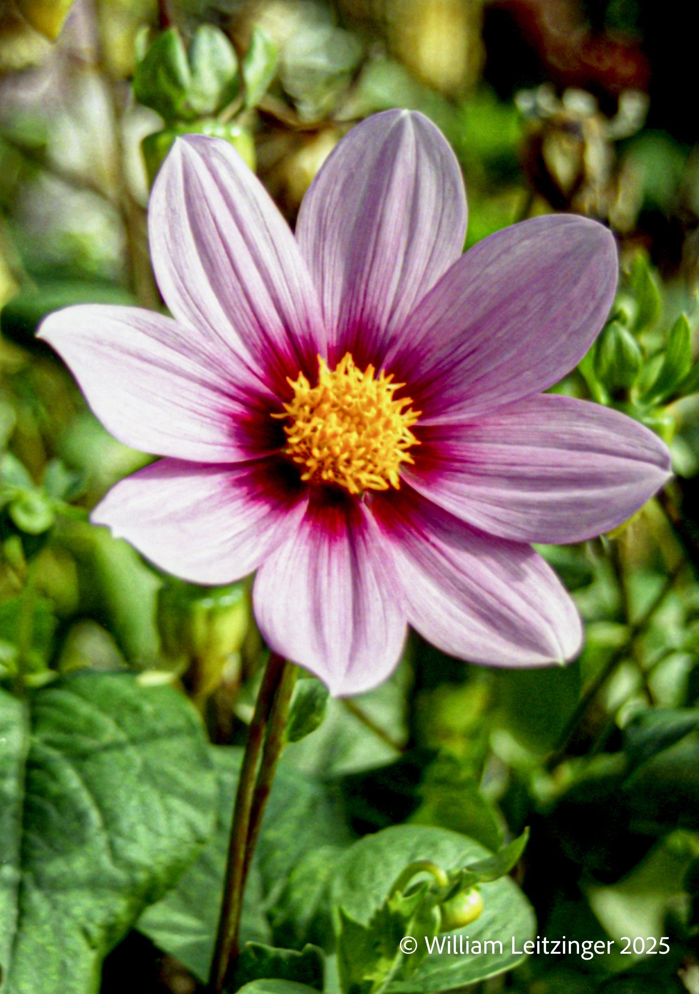 20061201-Flower-Nature-DE-Dover-Pink_Purple_Dahllia-01-Final_Edit-(Copyright).jpg