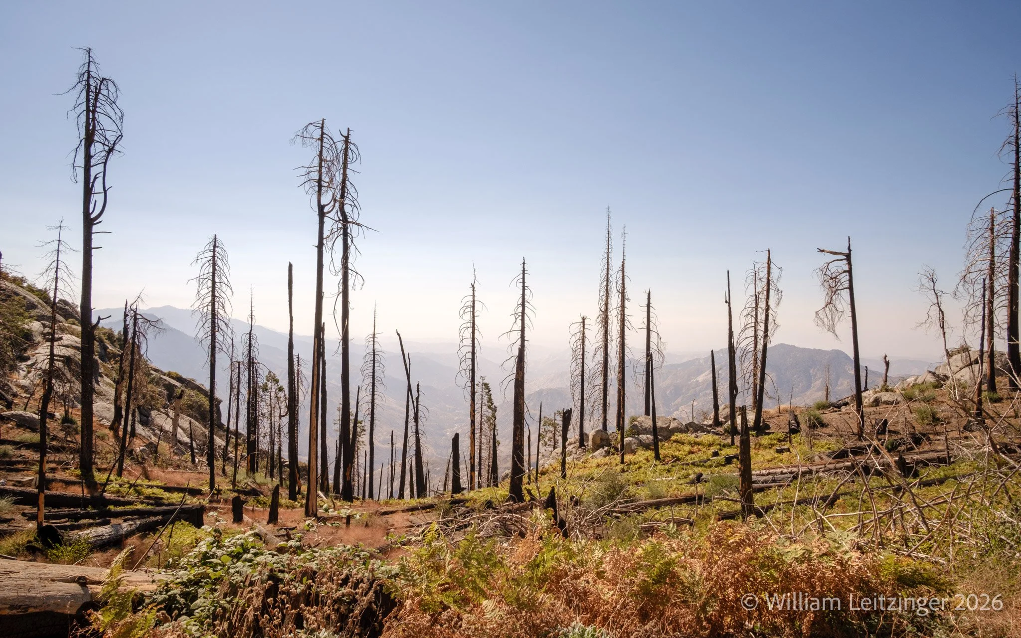 20241013-Nature-CA_Kings_Canyon_National_Park-View_of_Dead_Trees_Landscape-6-(Copyright).jpg