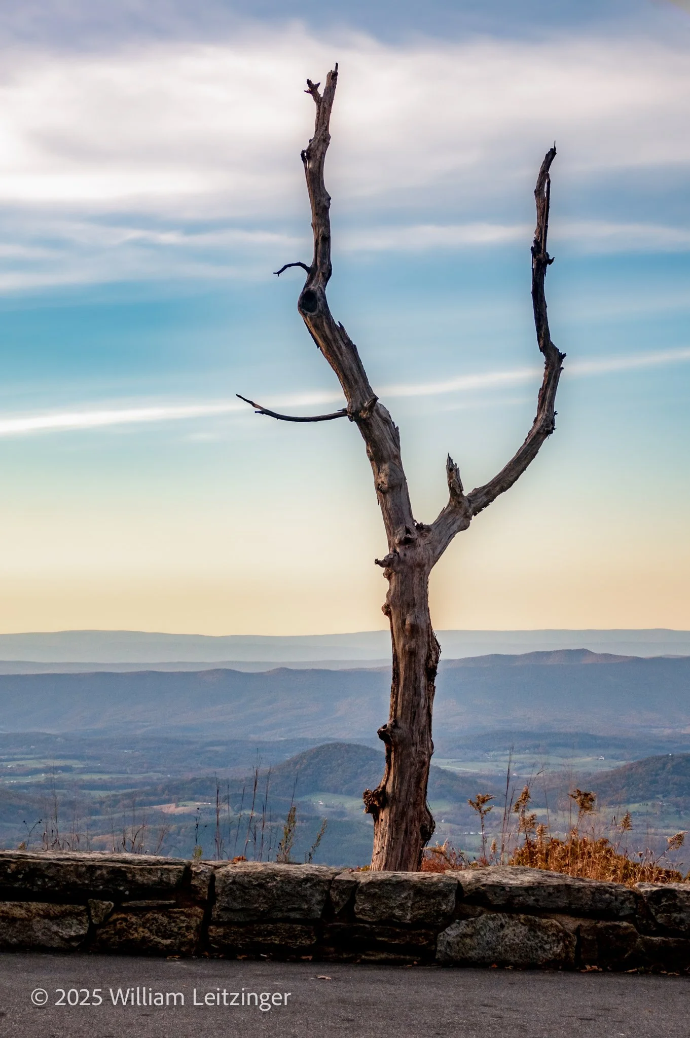 20211105-Hiking-Nature-VCA-Shenandoah_National_Park-Dead_Tree-01-(Copyright).jpg