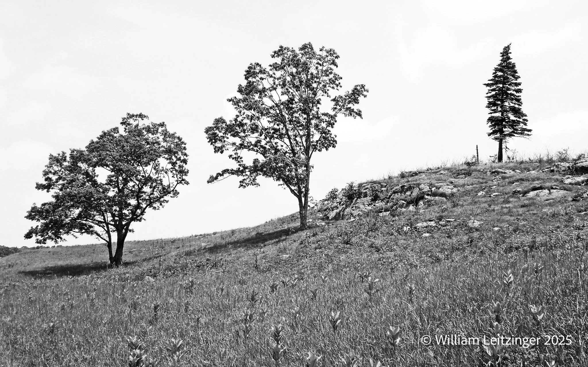 20080607-Three_Trees_168_B&W-(Copyright).jpg