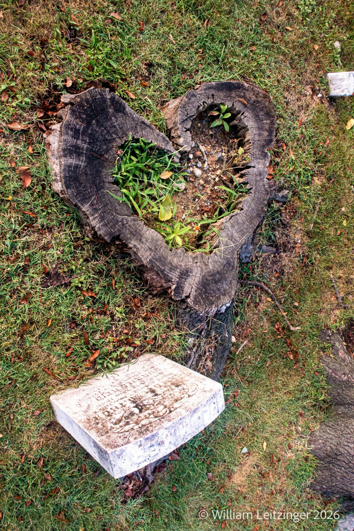 20231125-Urban-VA-Alexandria-Heart_shaped_Tree_Stump_&_Gravestone-20-(Copyright).jpg