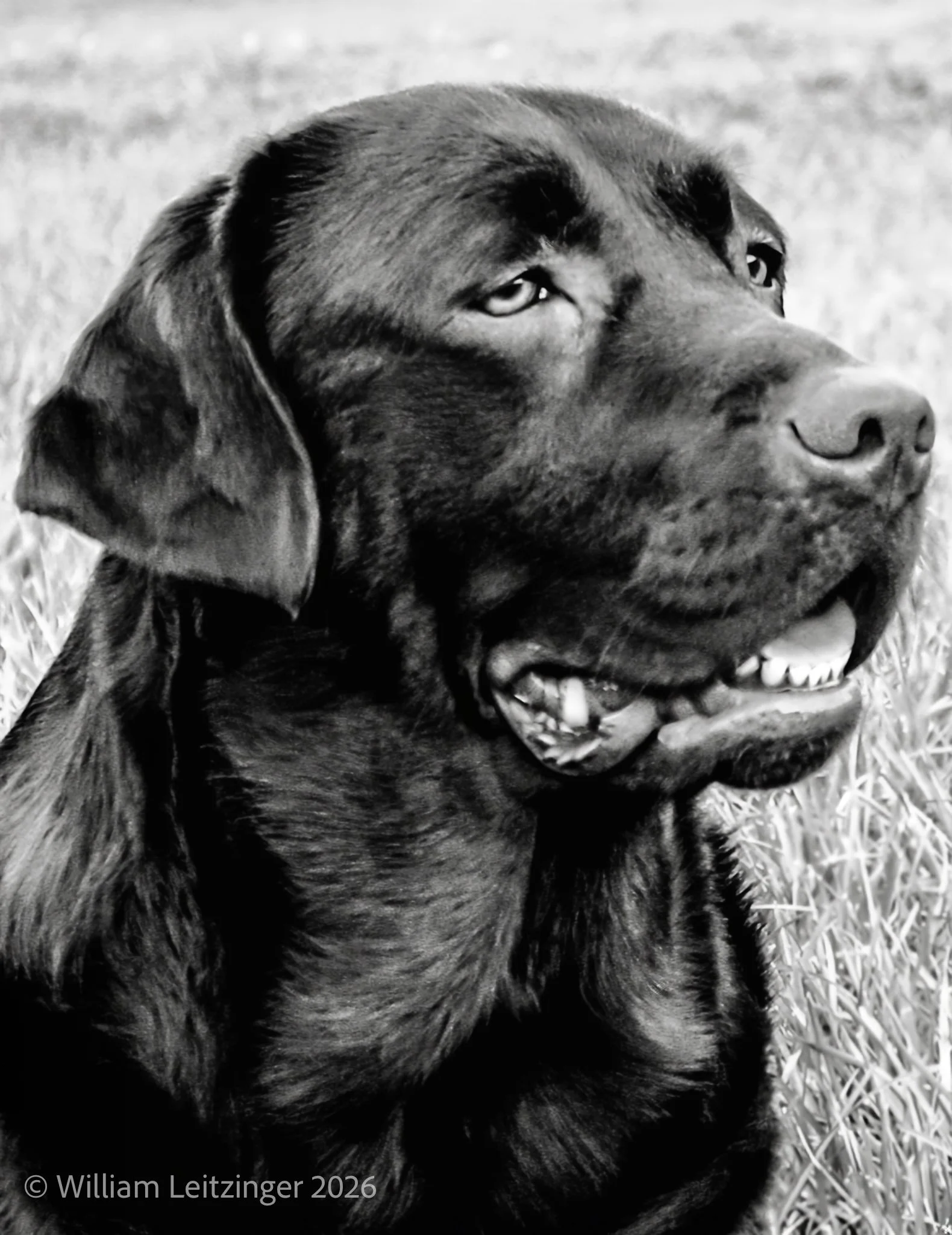 20050731-Animal_Dog-DE-Dover-Karen's_Labrador_Dog-17-B&W_Final_Edit-(Copyright).jpg