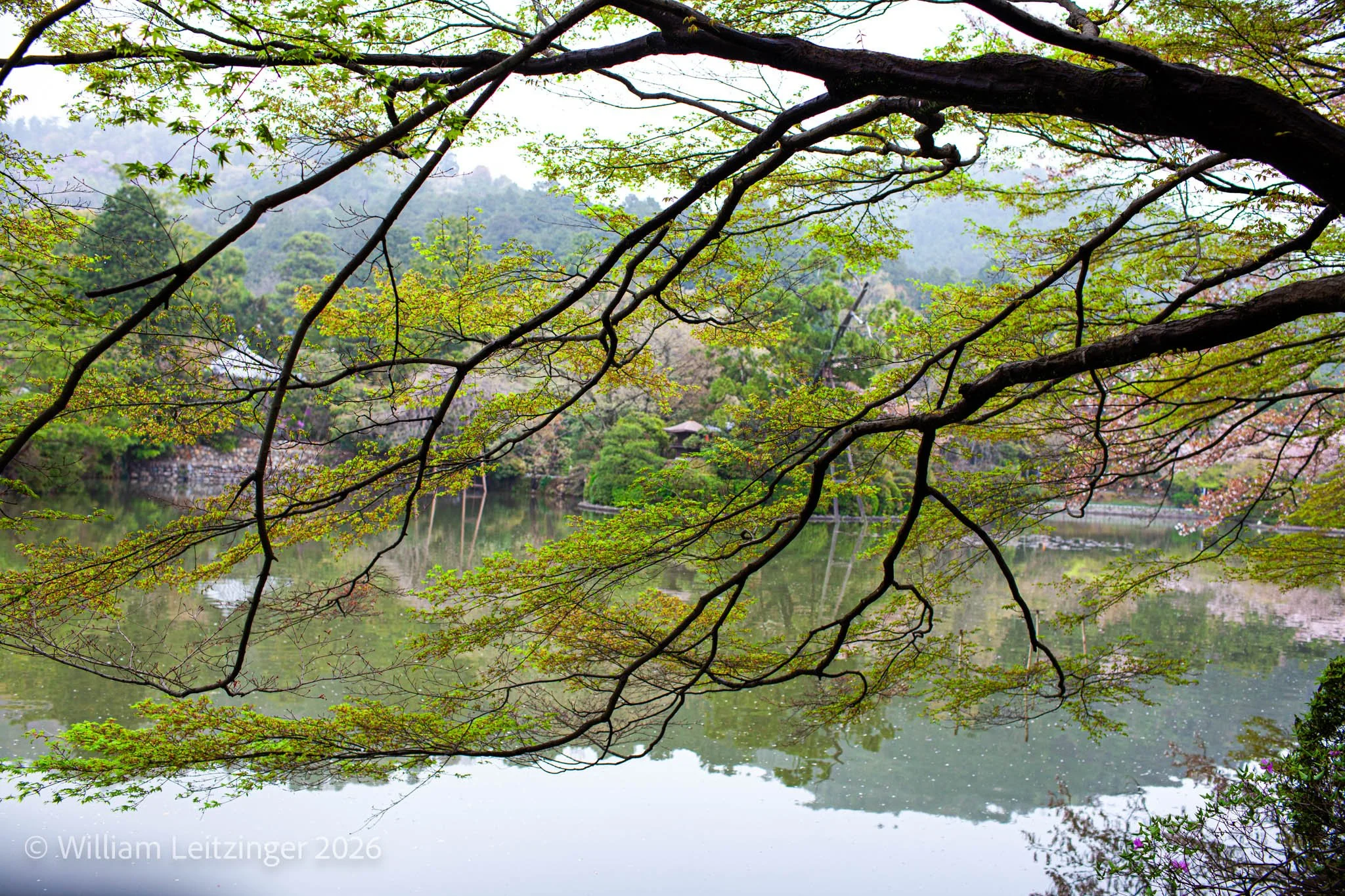 20100412-Travel-Nature-Japan-Osaka-Tree_Branches-01-(Copyright).jpg