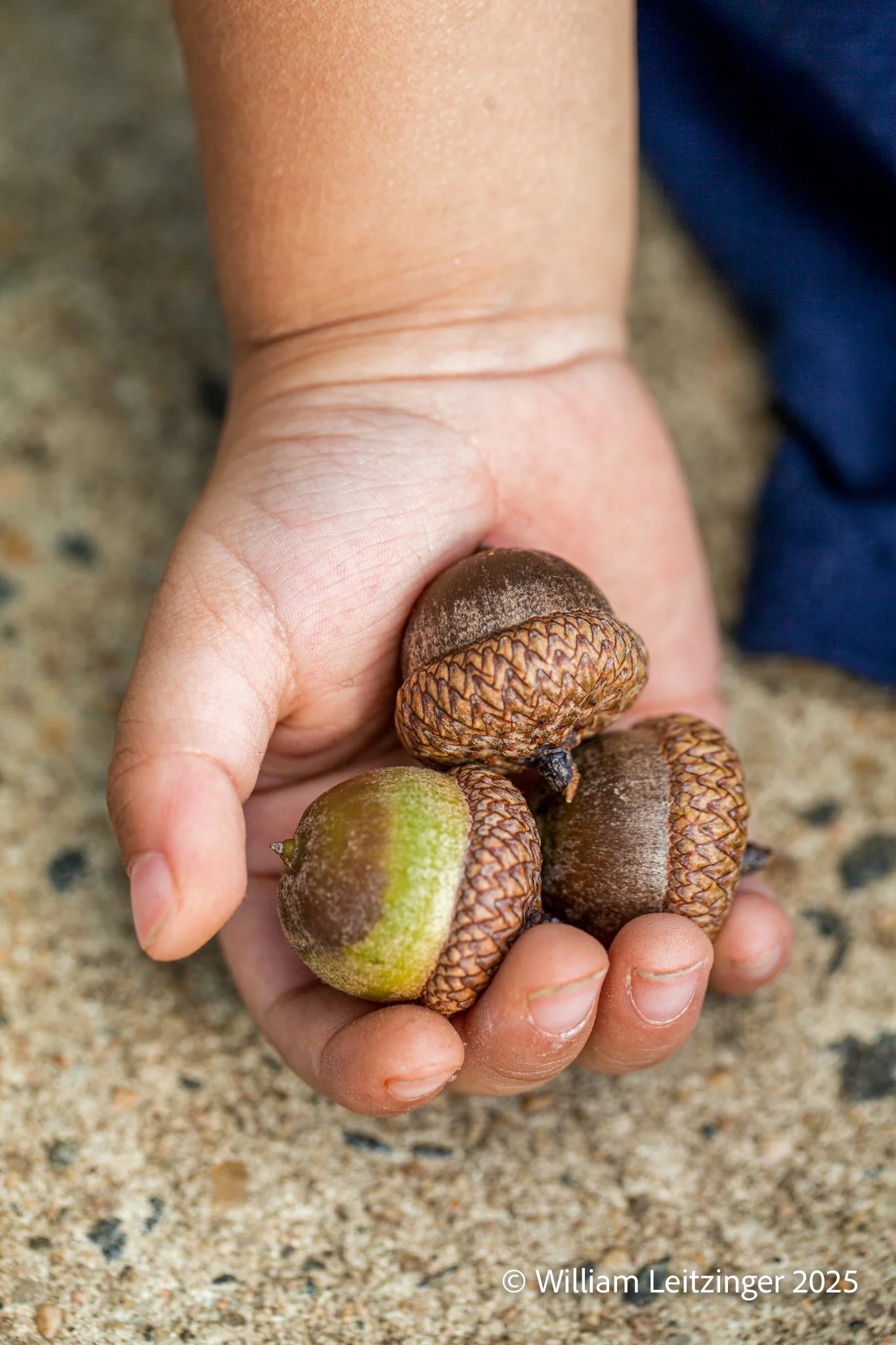 20100822-Family-VA-Fairfax-Hand_of_Palmer_Jolly_holding_Acorns-01-(Copyright).jpg