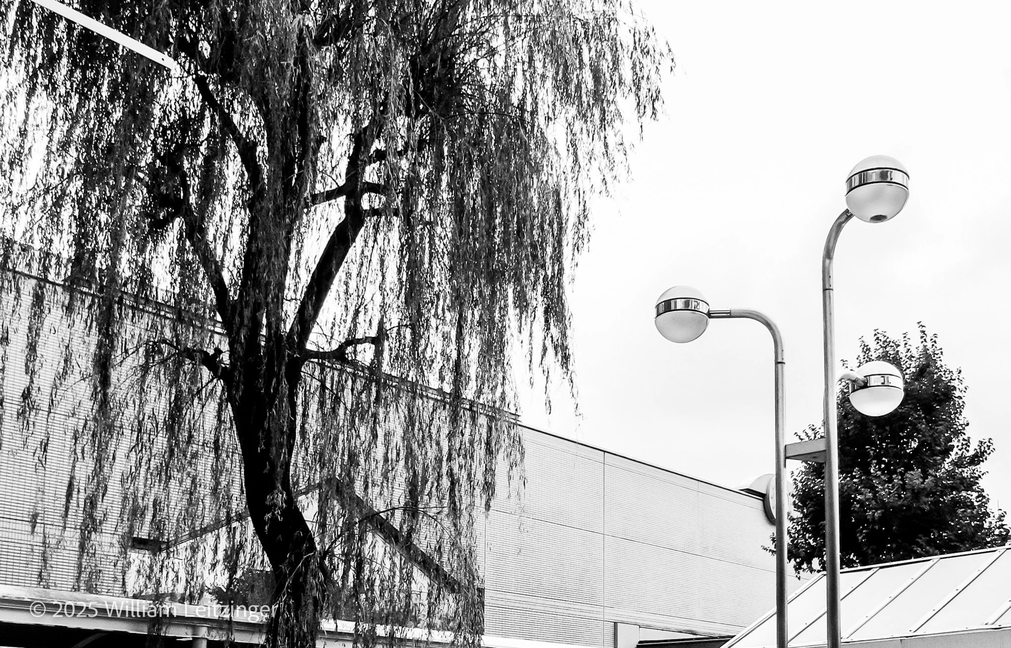 2013-Urban-Japan-Yokohama-Willow_Tree_&_Street_Lights-01-B&W-(Copyright).jpg