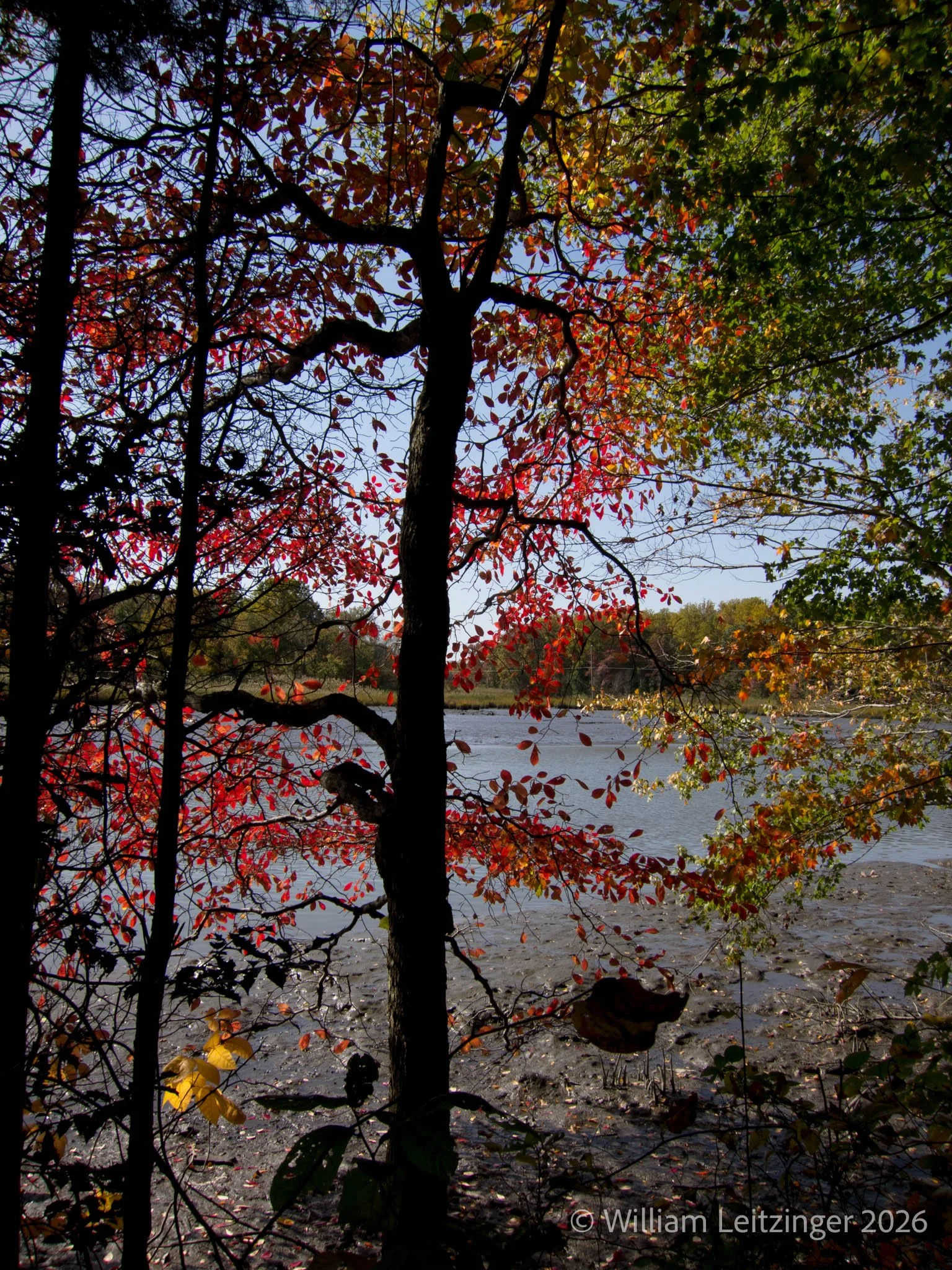 20121020-Nature-DE-Glasgow-Lums_Pond-Leaves_in_Fall_Colors-1194-Edit-(Copyright).jpg