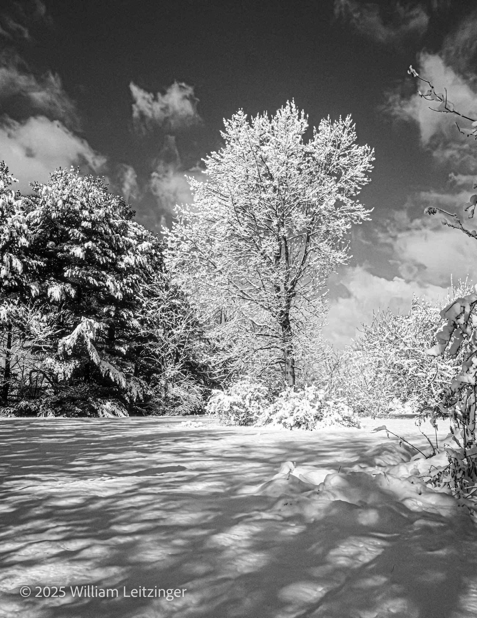 20251214-Landscape-DE-Middletown-Snow_on_Tulip_Poplar_Tree-B&W-Cropped_8x11-Final-Final-(Copyright).jpg